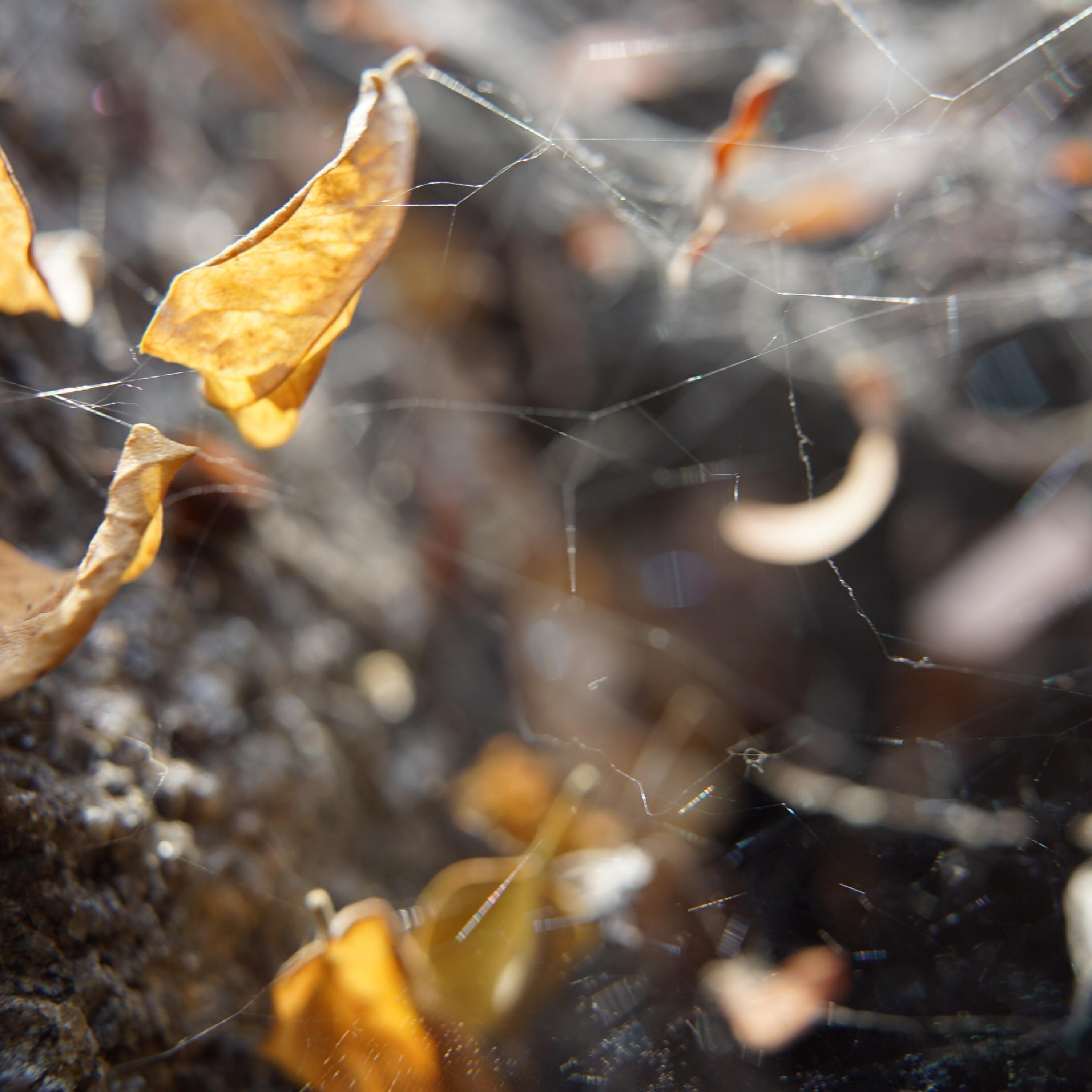 Релиз Particles of Non-Duality