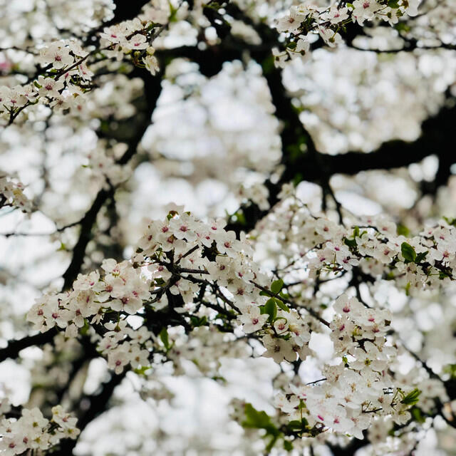 Релиз mirabelle