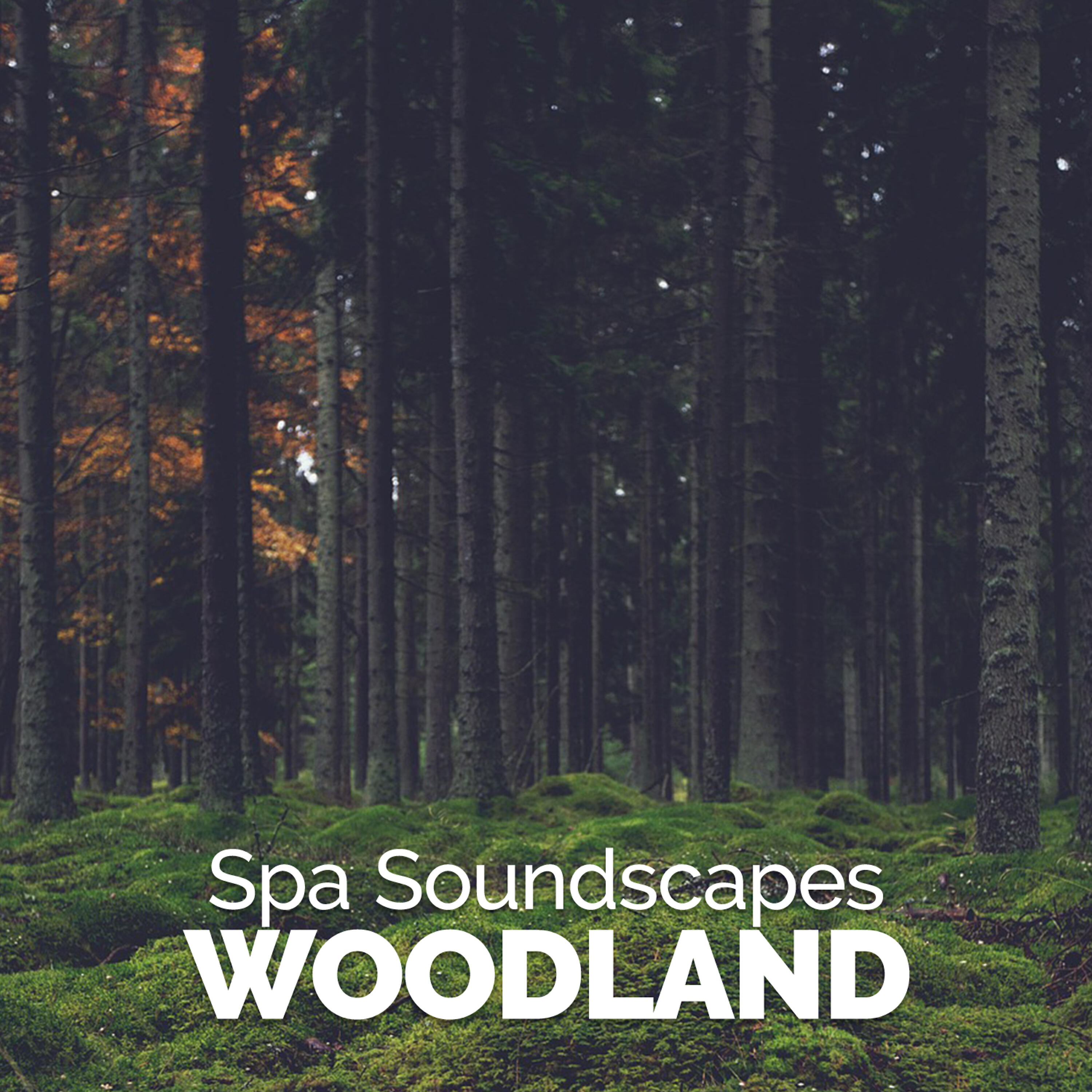 Релиз Spa Soundscapes: Woodland