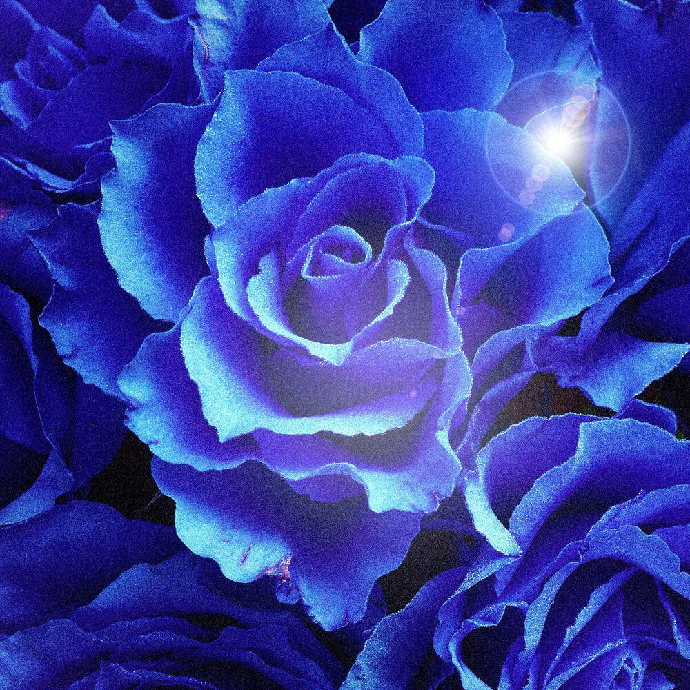 Релиз Bloom