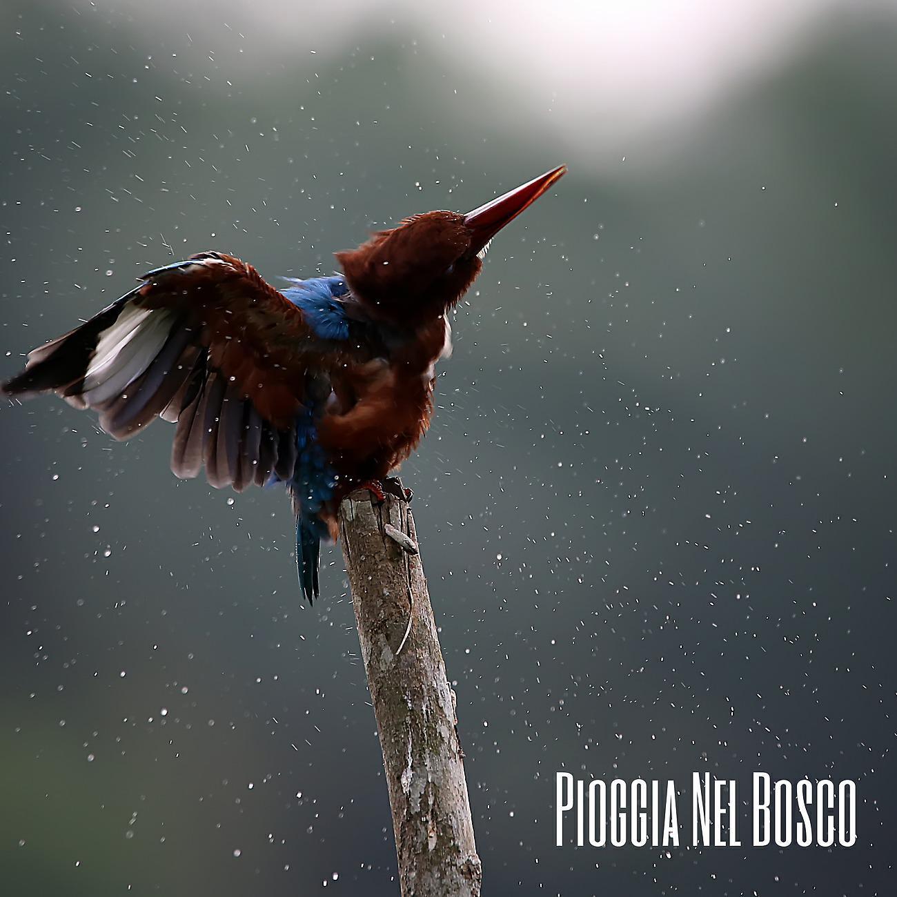 Uccelli