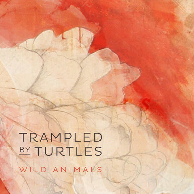 Релиз Wild Animals