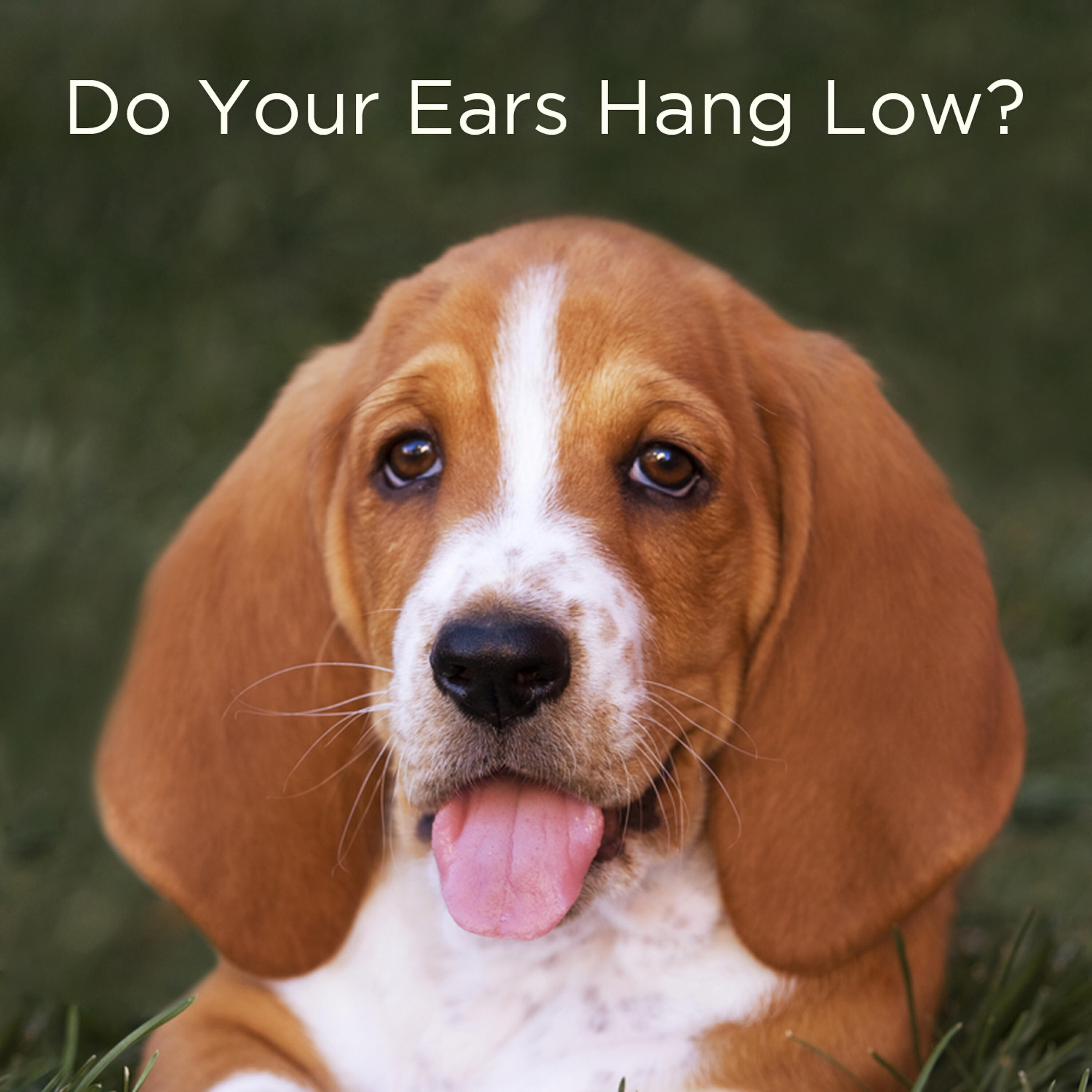 Релиз Do Your Ears Hang Low? 20 Silly Action Songs for Kids