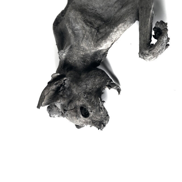 Релиз Metempsychosis
