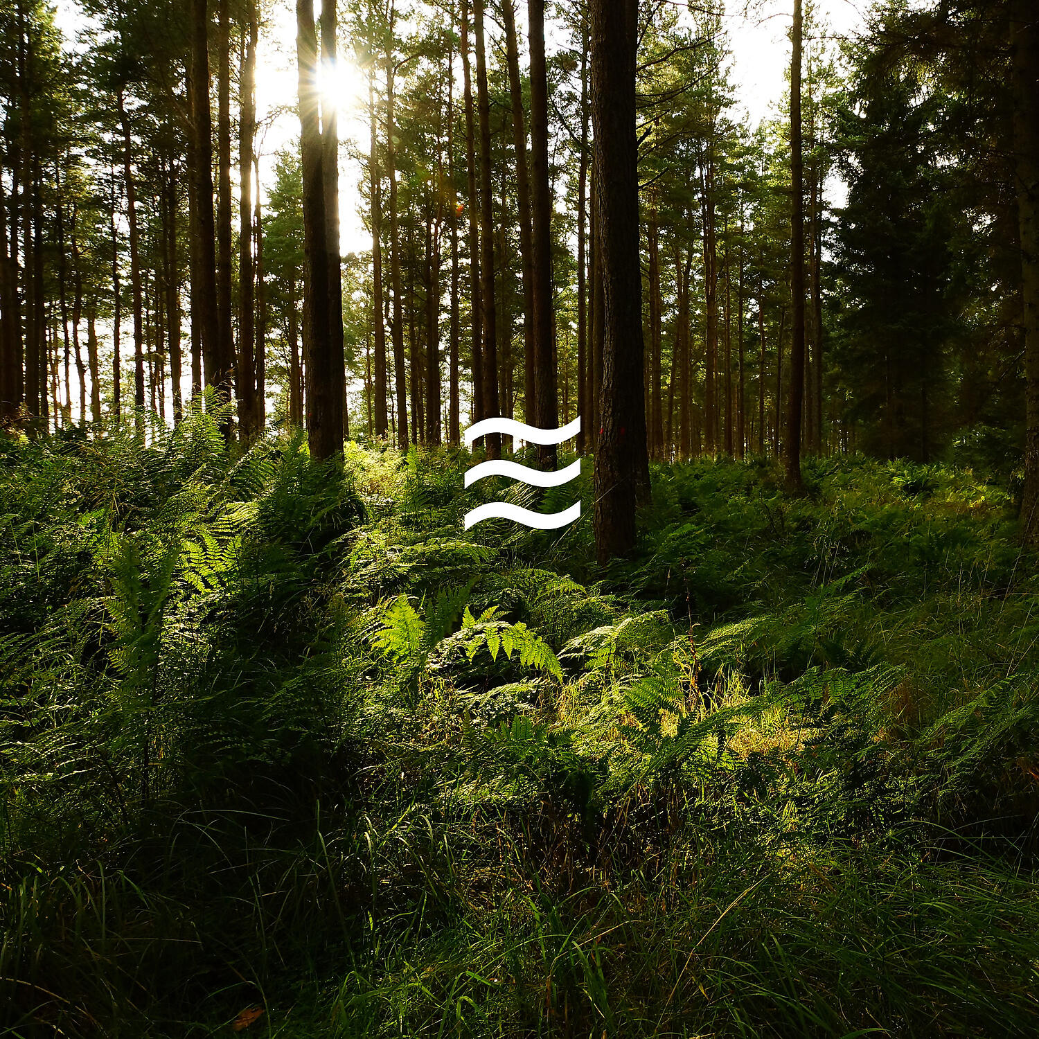 Дождь для релаксации