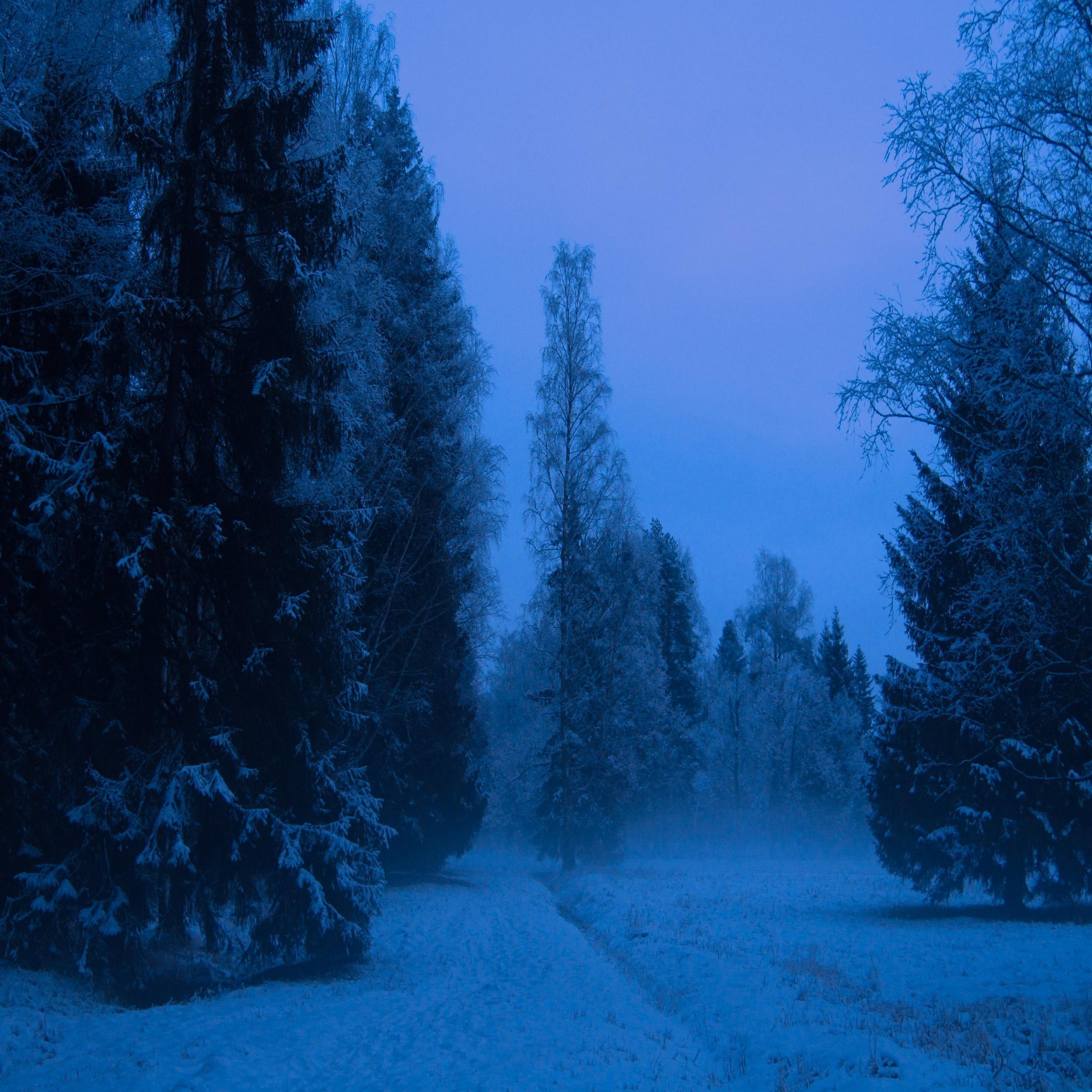 Полночь Зимы