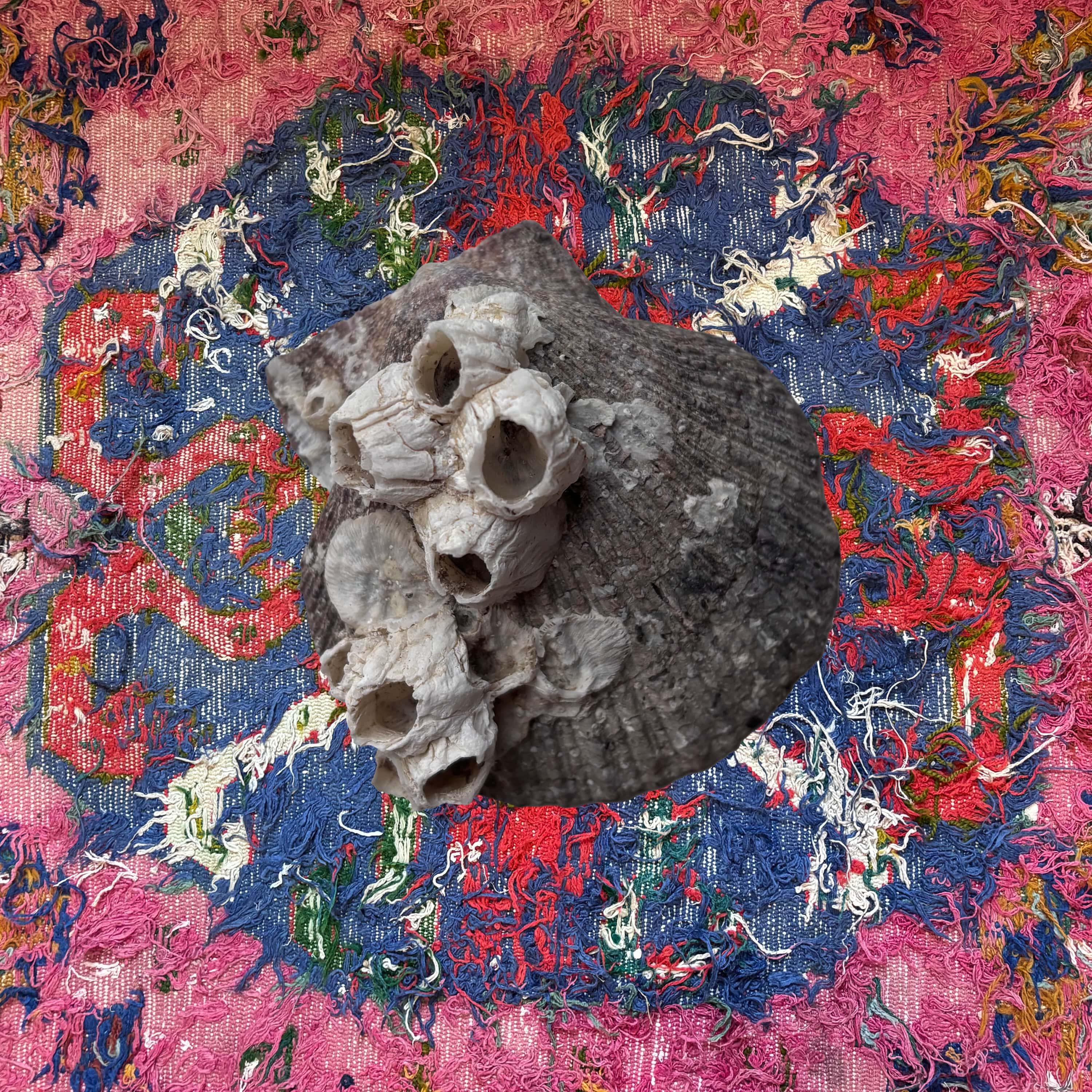 Варя Прошина