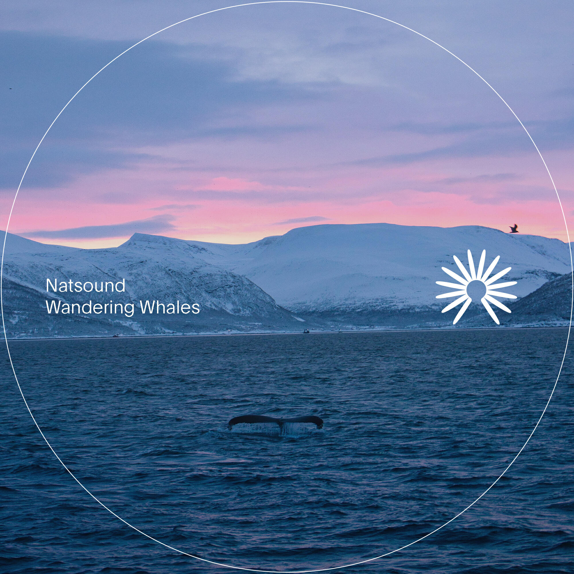 Релиз Wandering Whales
