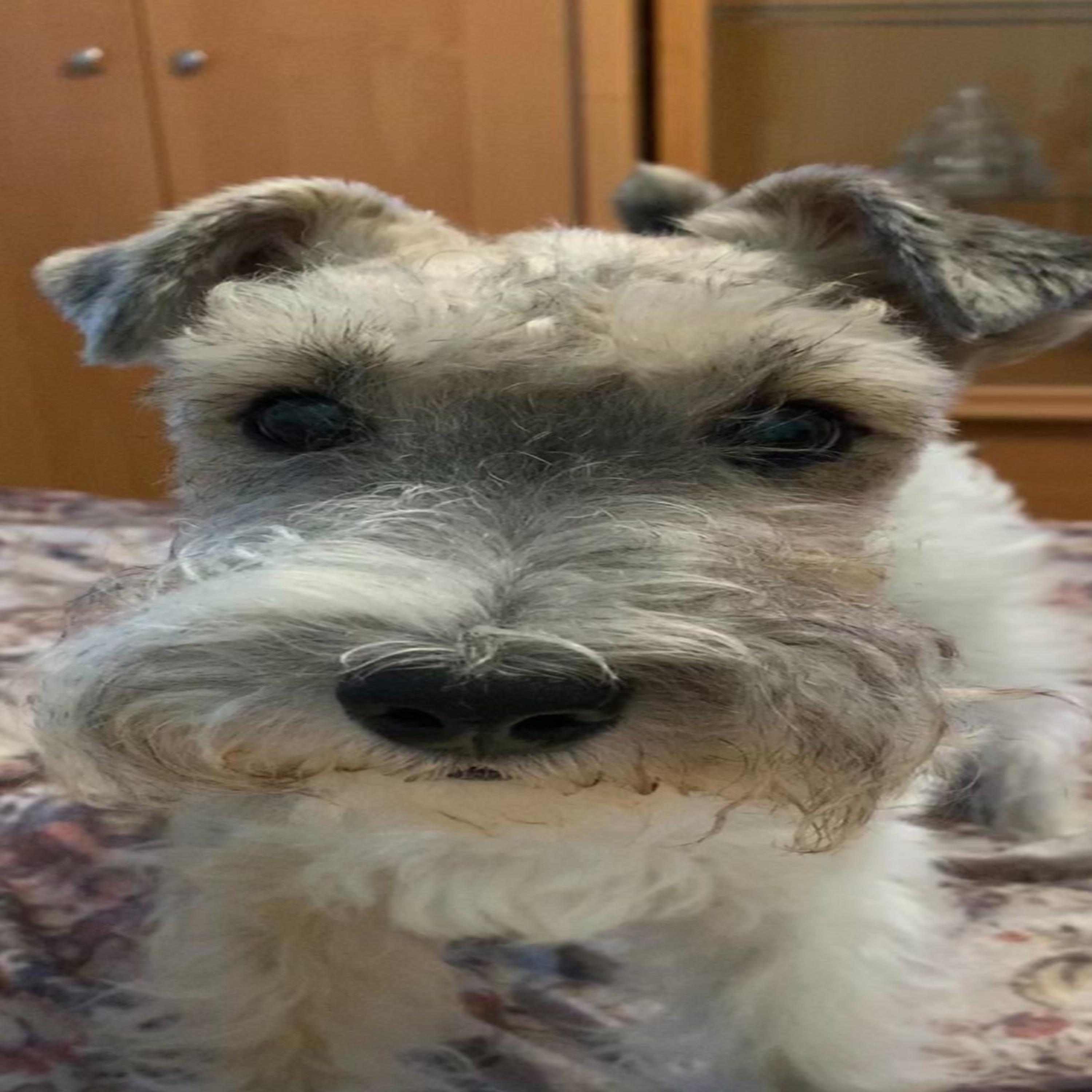 Релиз PASHA'S DOG