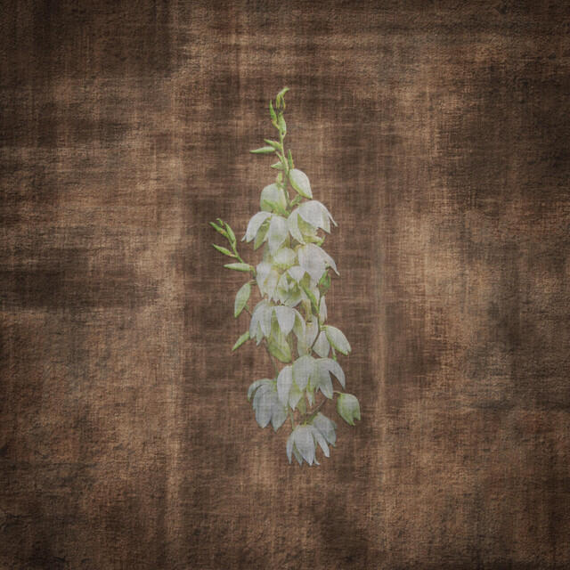 Релиз Terra Incognita: Live from the Ojito Wilderness