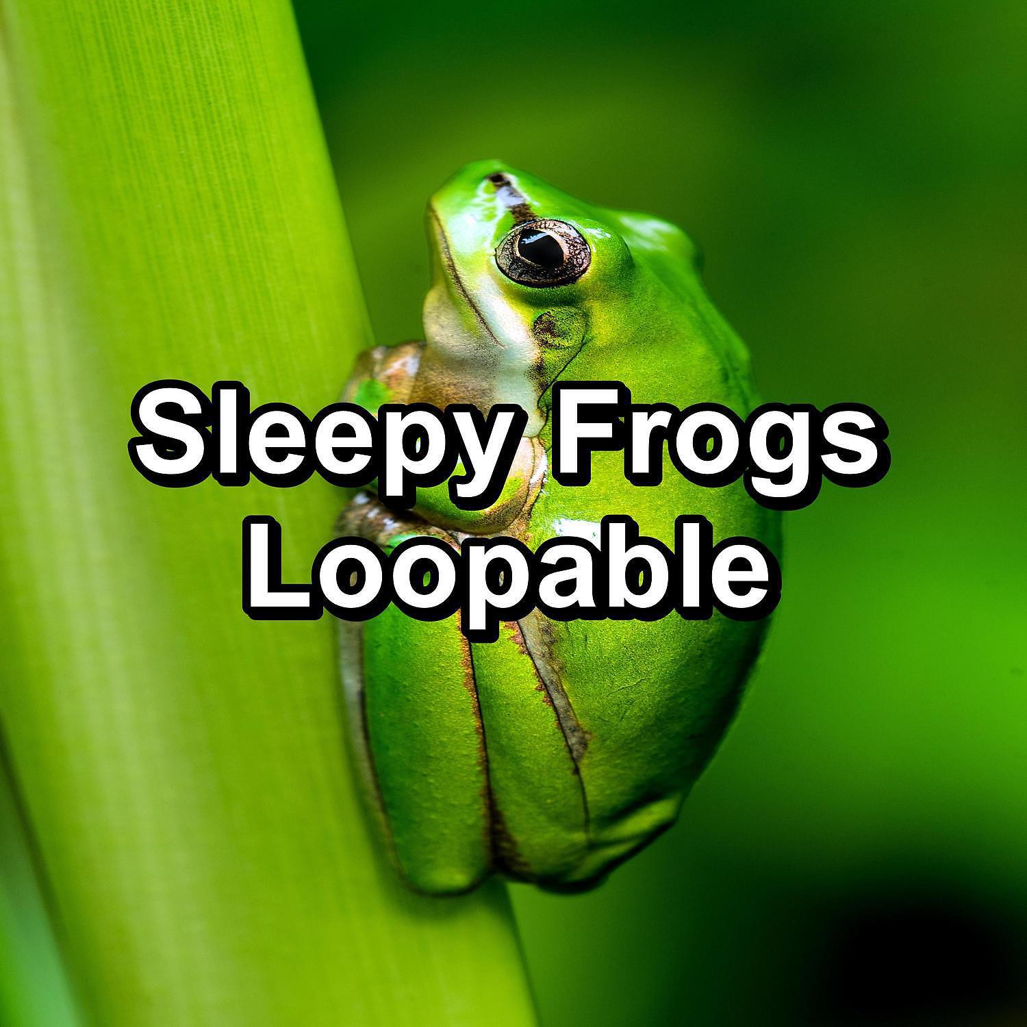 Релиз Sleepy Frogs Loopable