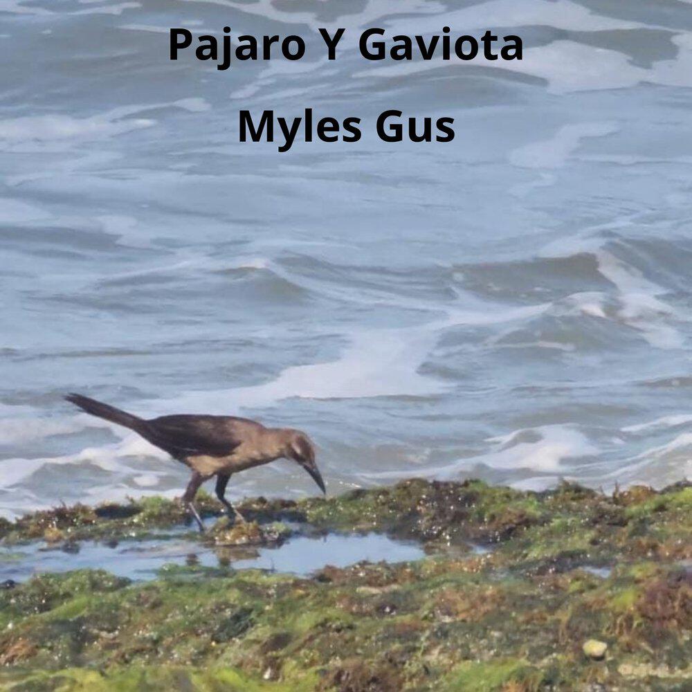 Релиз Pajaros y Gaviotas