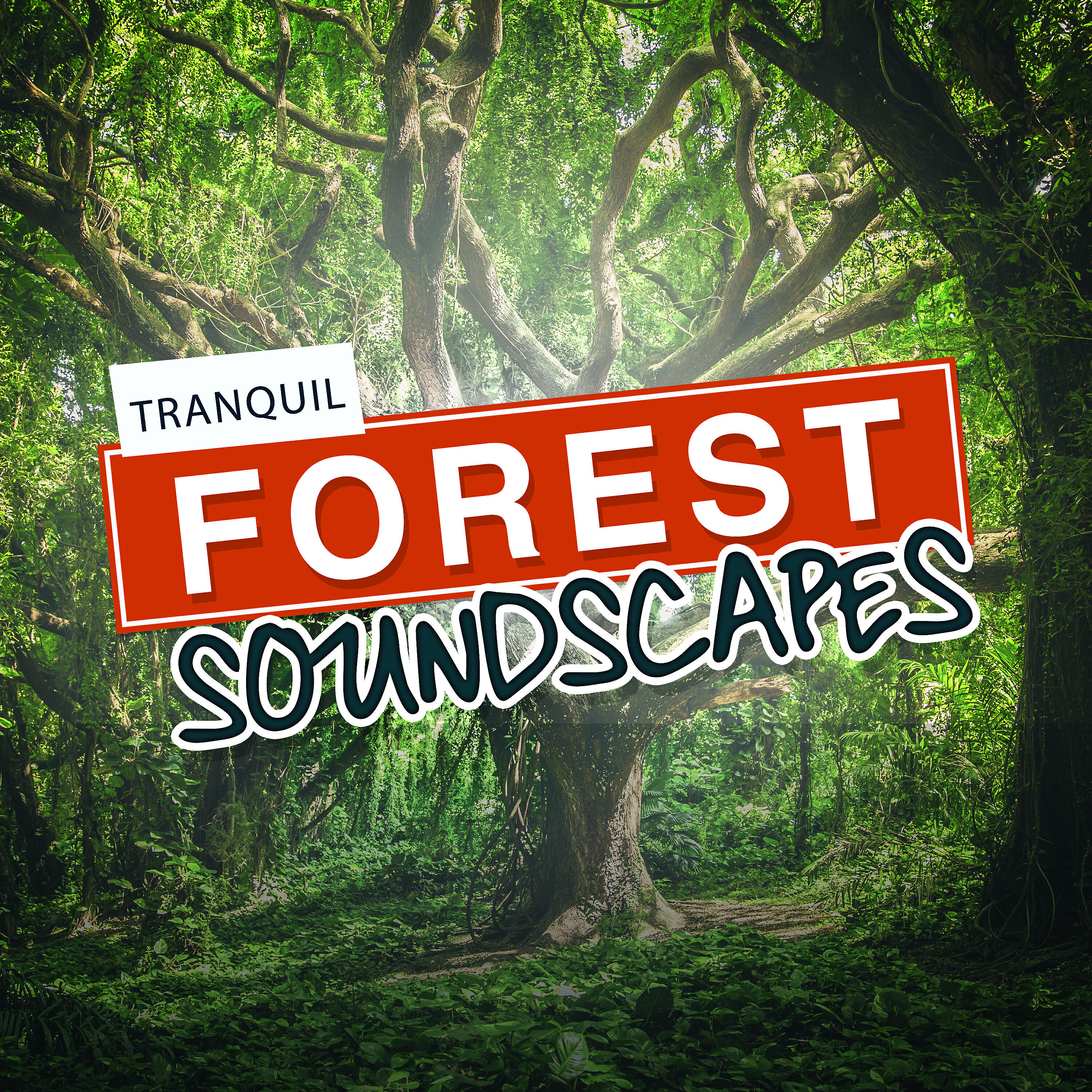 Релиз Tranquil Forest Soundscapes