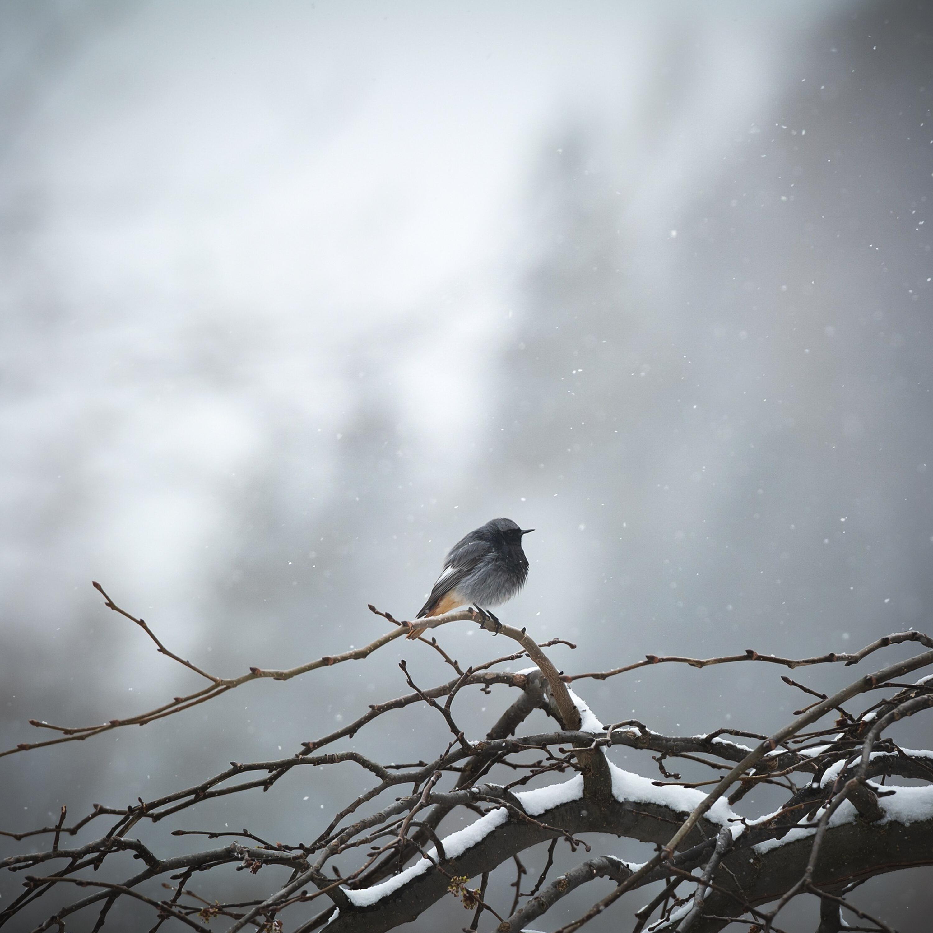 Релиз Little Birdie