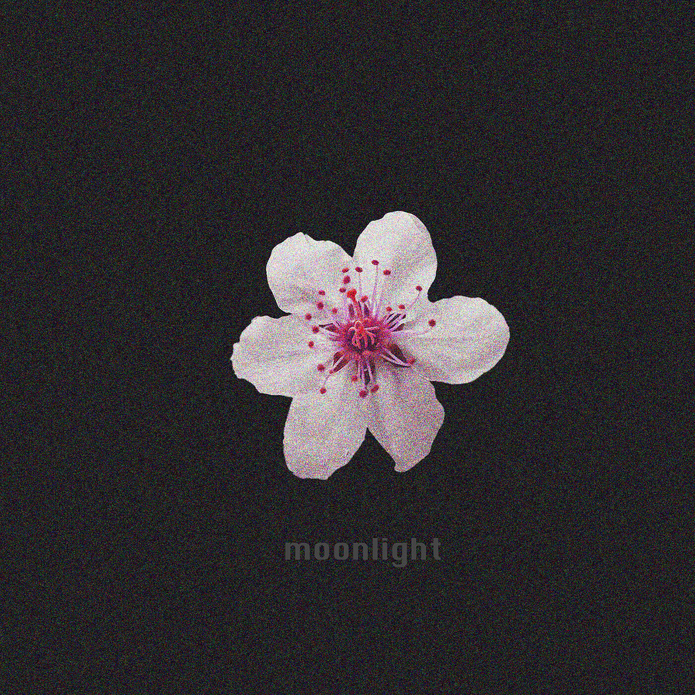 Релиз Moonlight