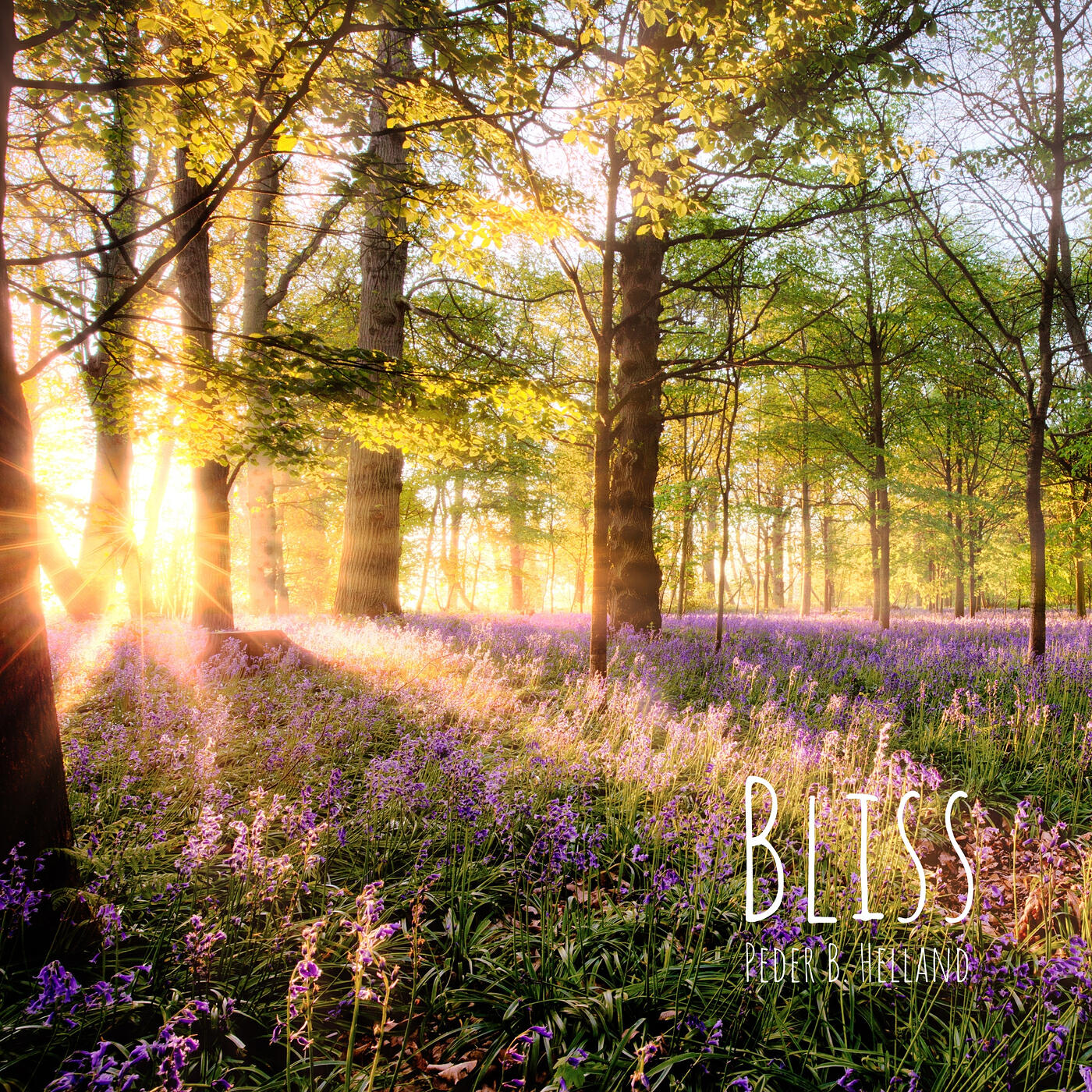 Постер альбома Bliss