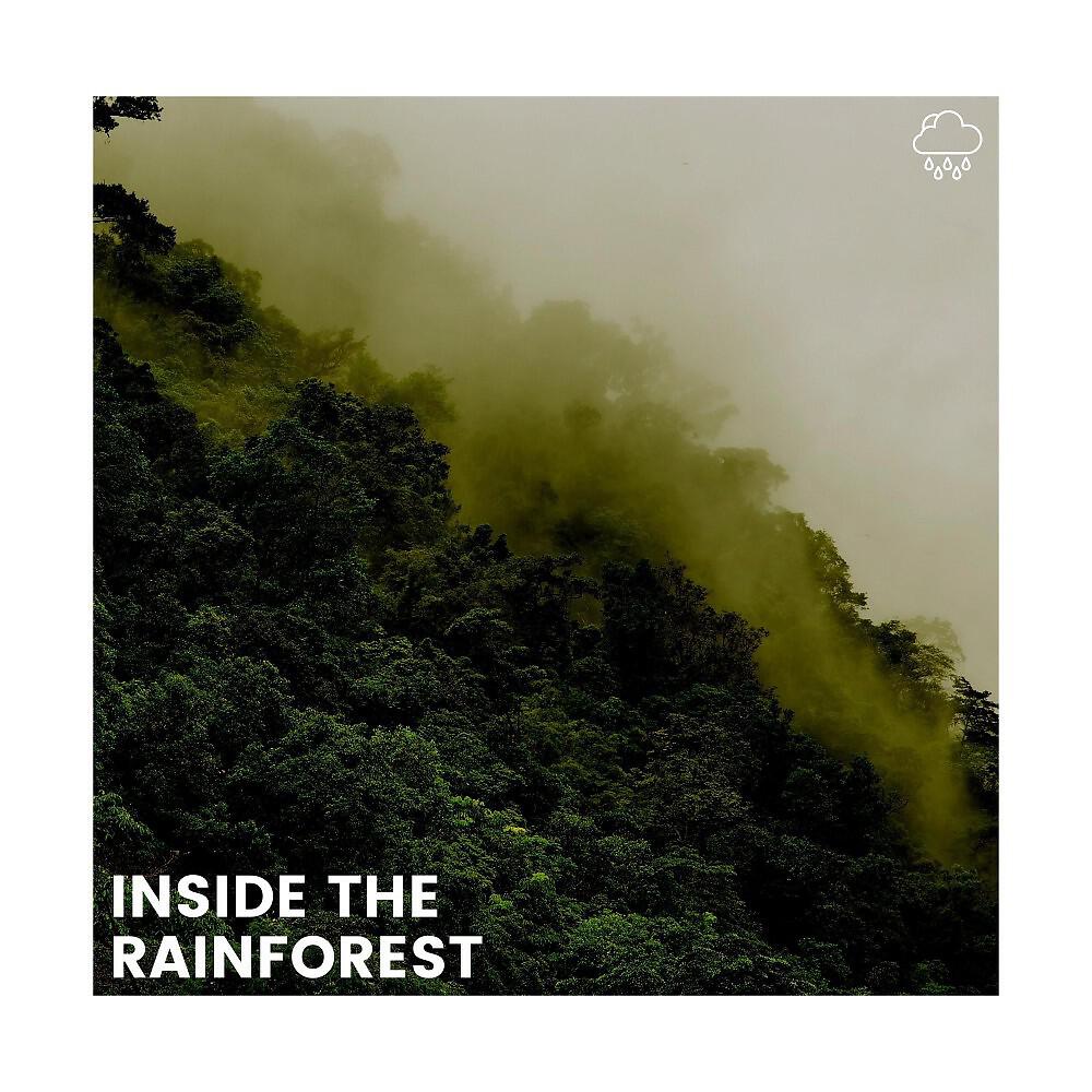 Релиз Inside the Rainforest
