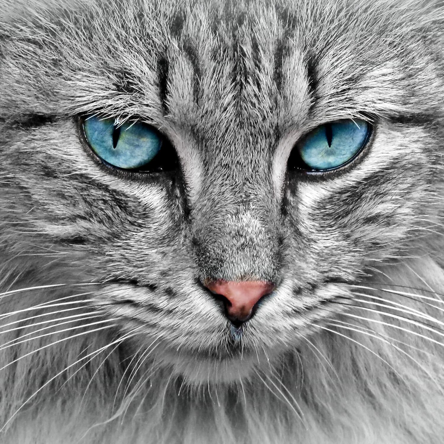 Релиз Cat Music