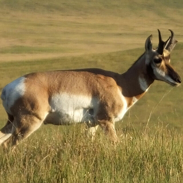 Релиз Dope Antelope