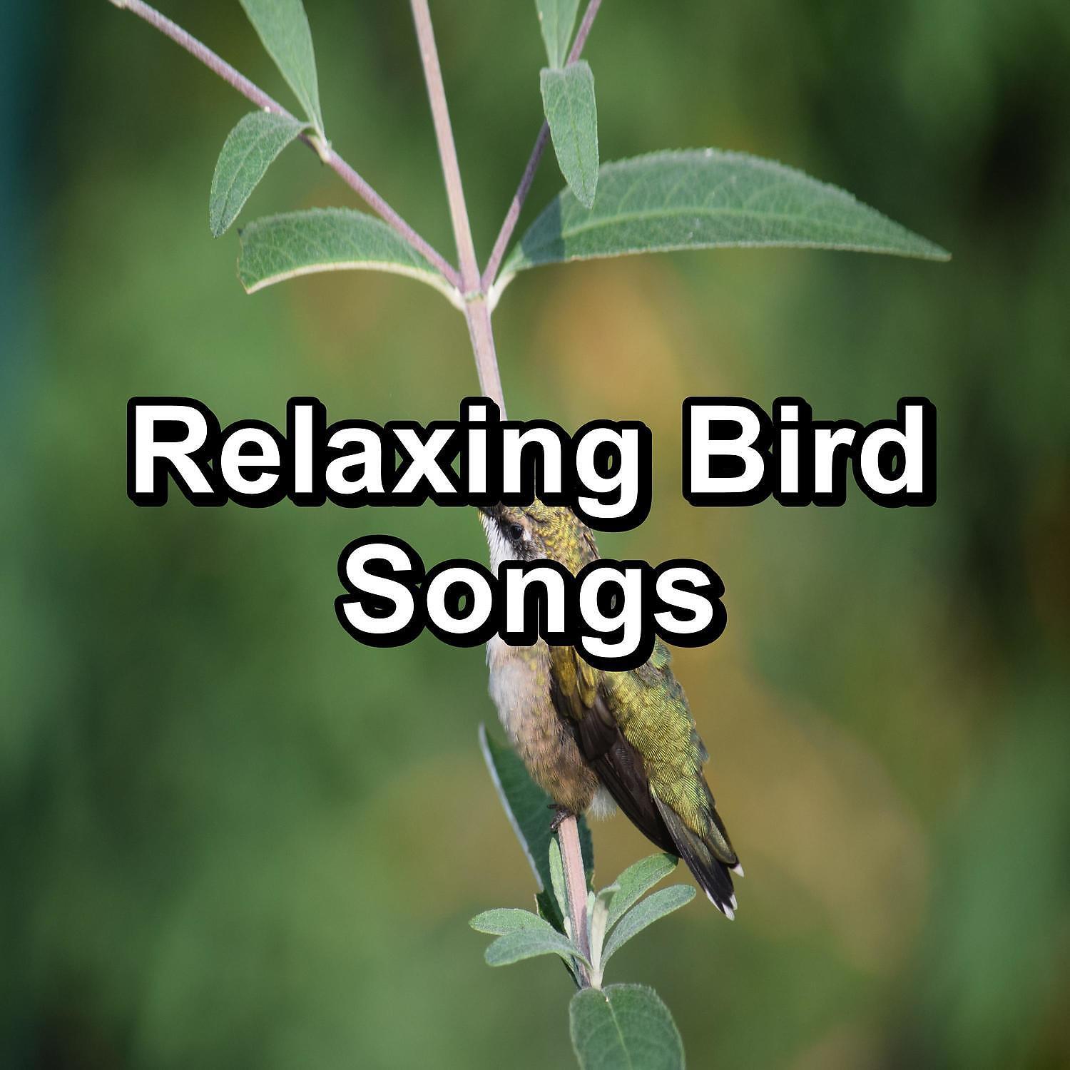 Релиз Relaxing Bird Songs