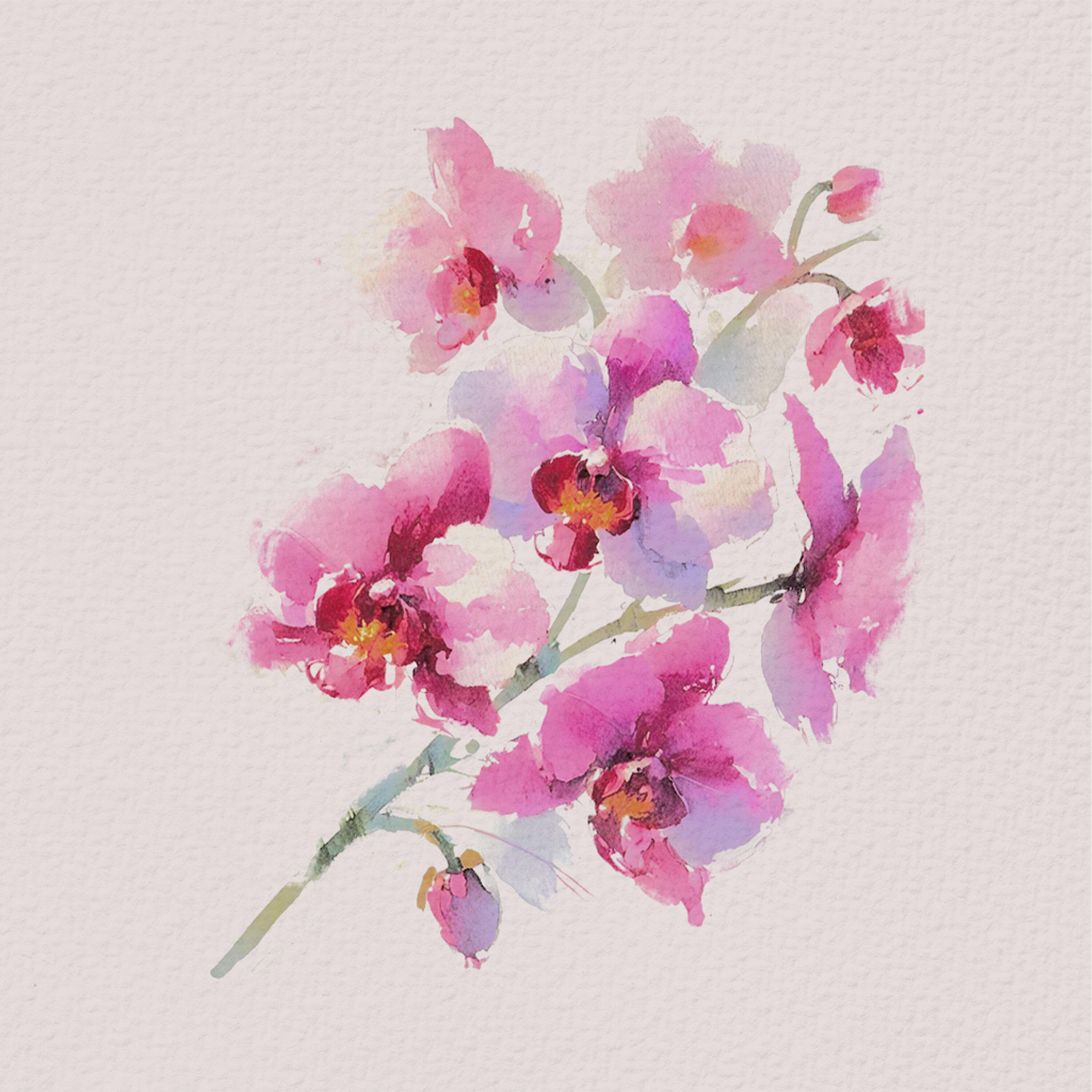 Релиз Alma Orquídea