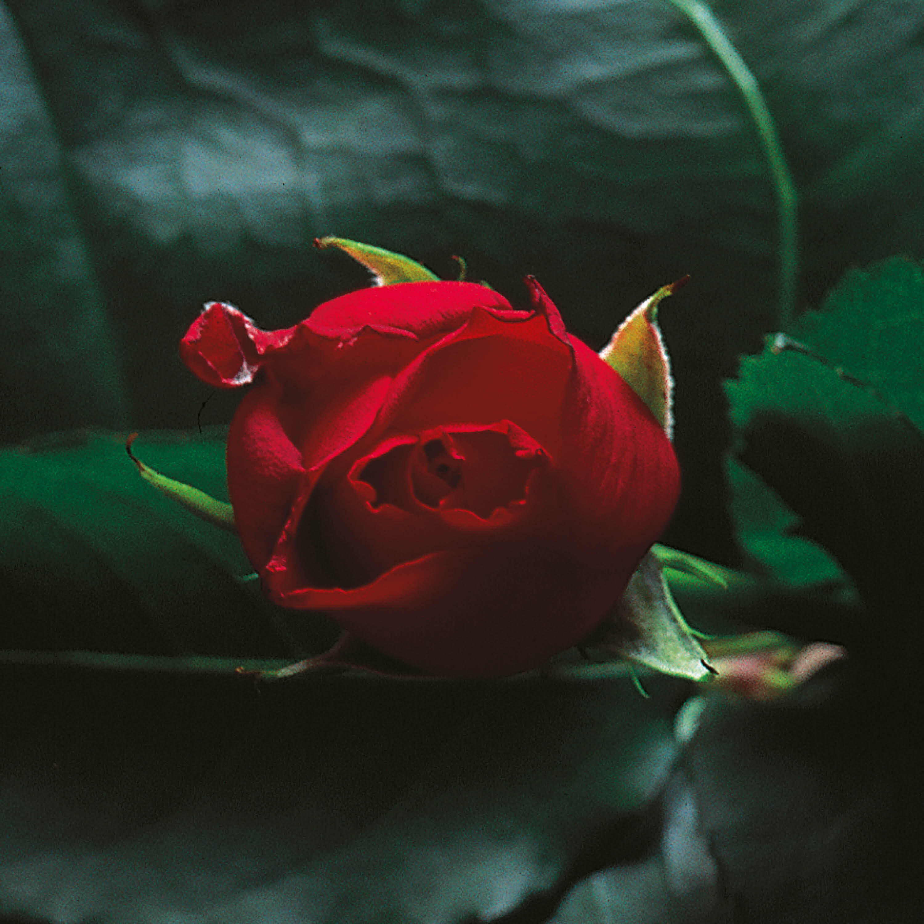 Релиз Sweet Pain / Crest