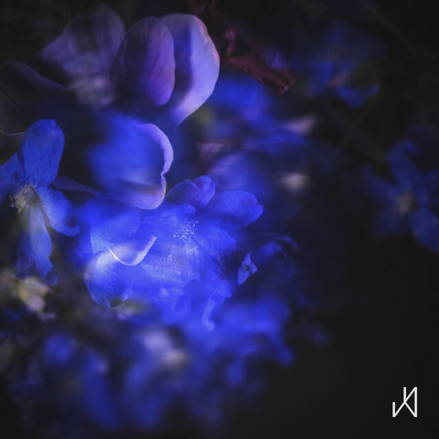 Релиз Iris