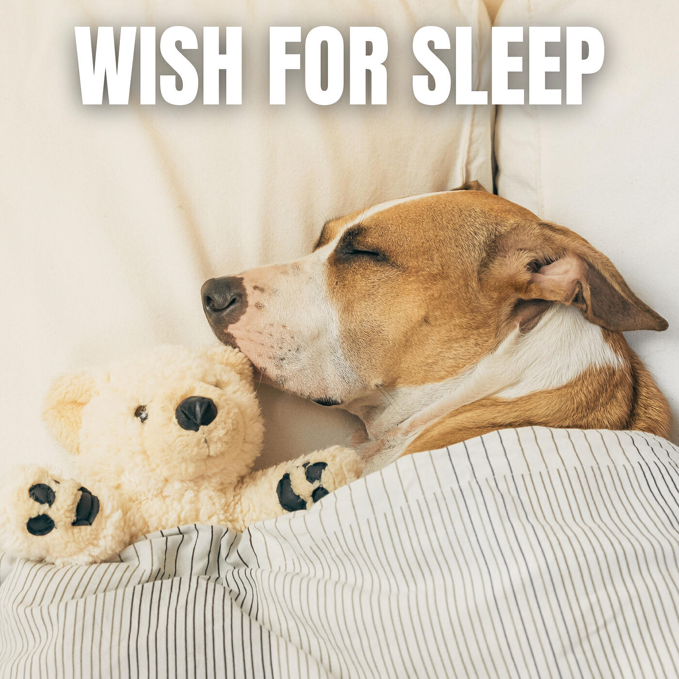 Релиз Wish for Sleep