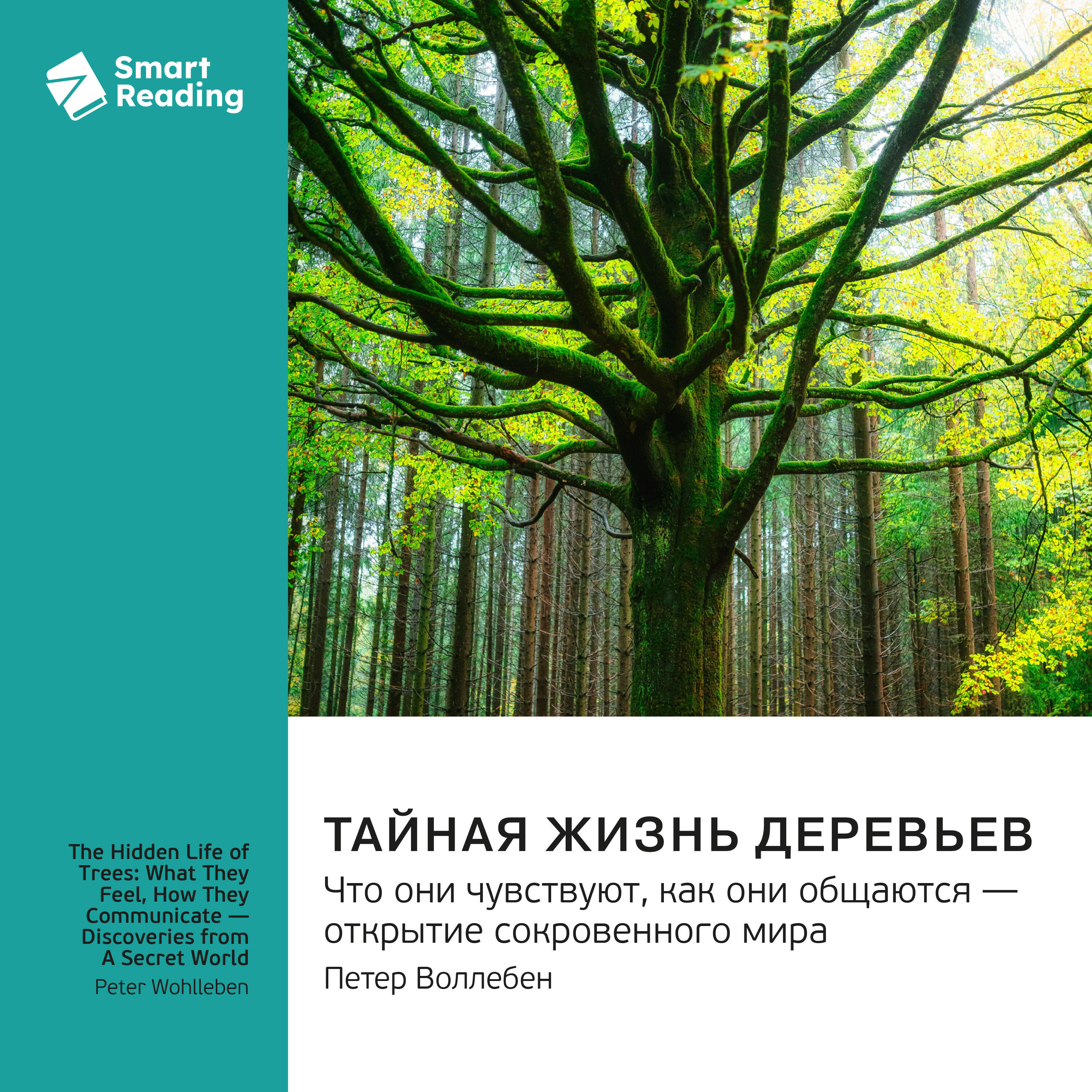 Книга Тайная жизнь деревьев. Что они чувствуют, как они общаются — открытие сокровенного мира. Петер Воллебен. Саммари