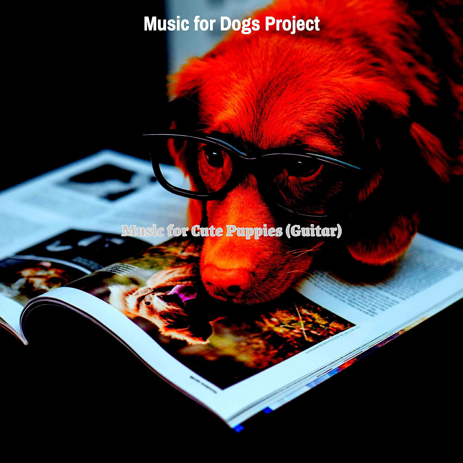 Music for Dogs Project