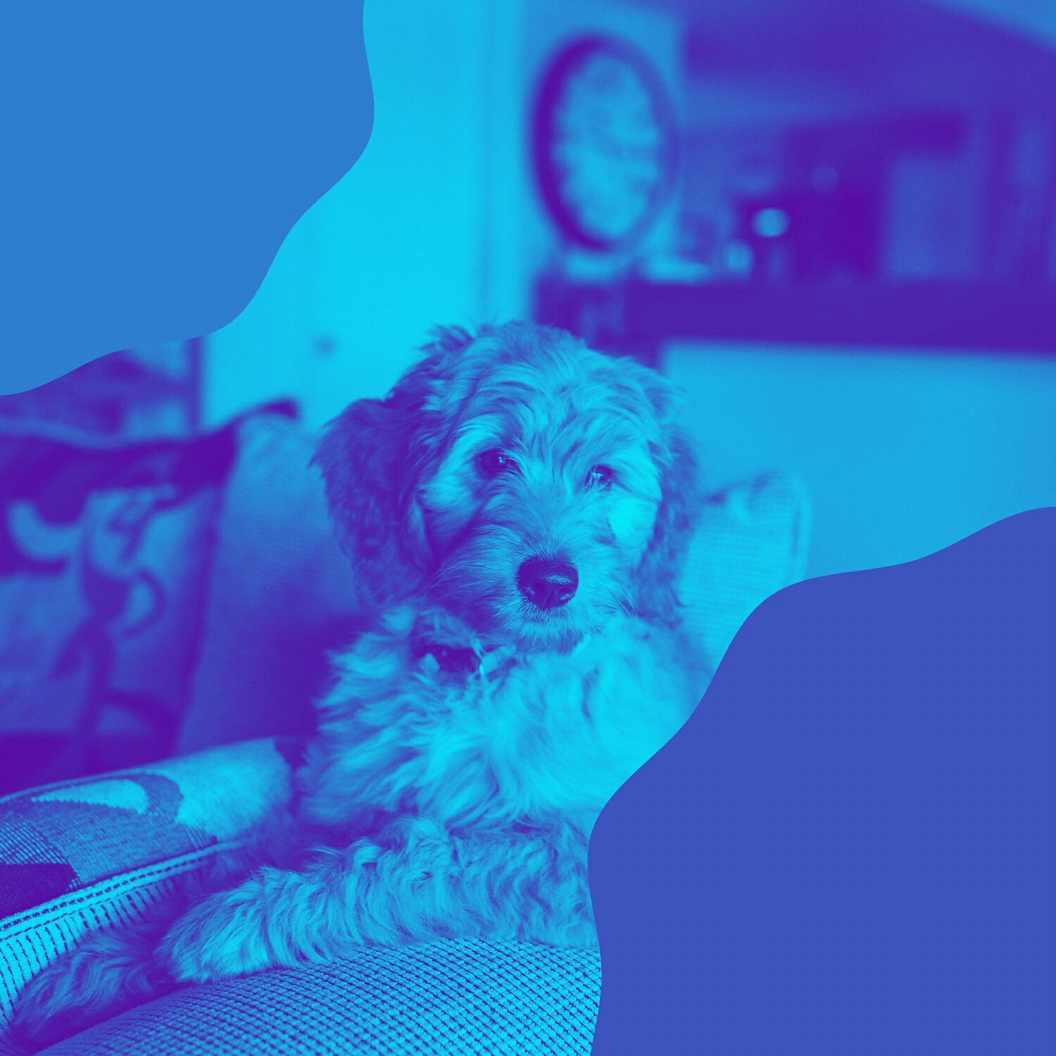 Релиз Astounding Bgm for Calming Dogs