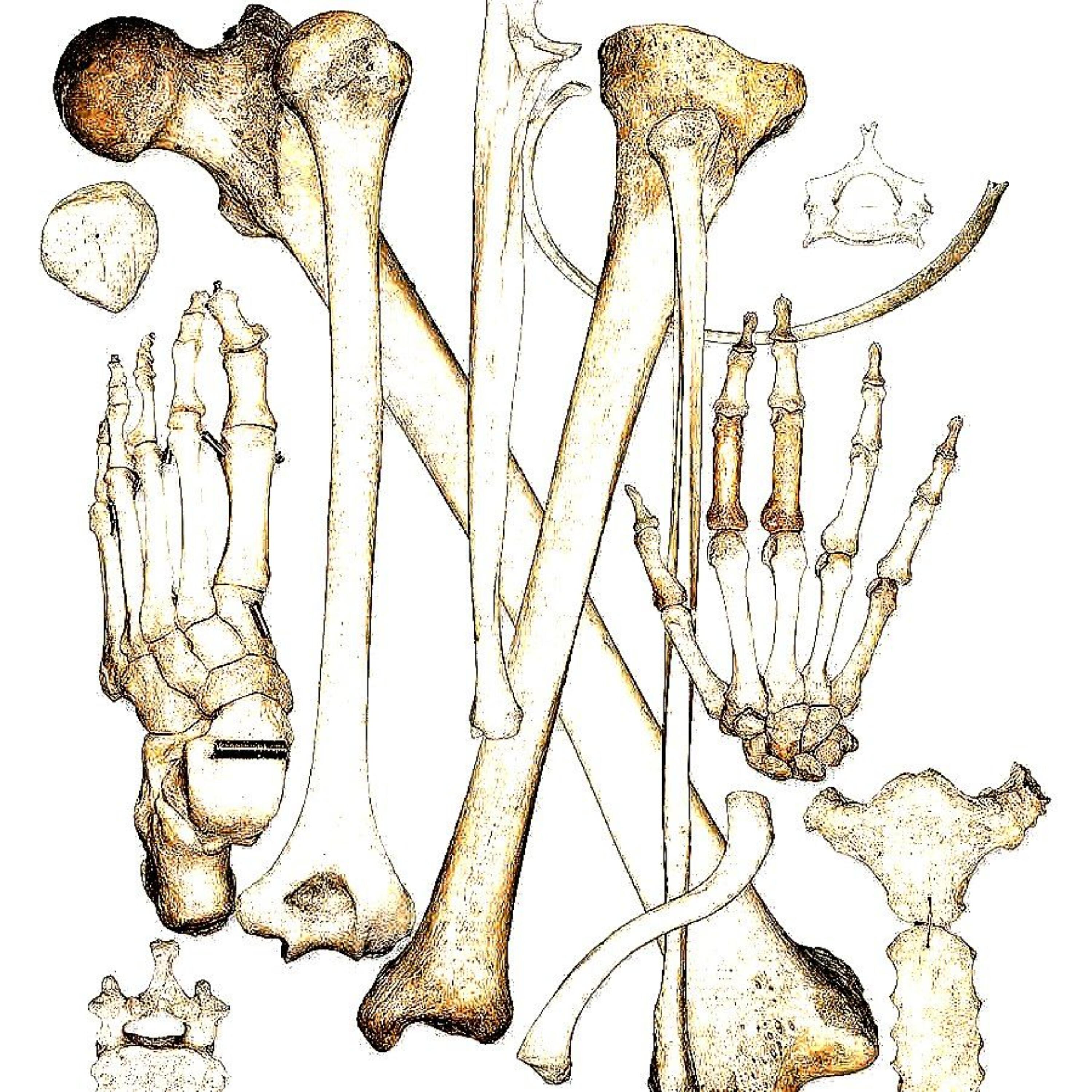 Релиз Dancing Bones