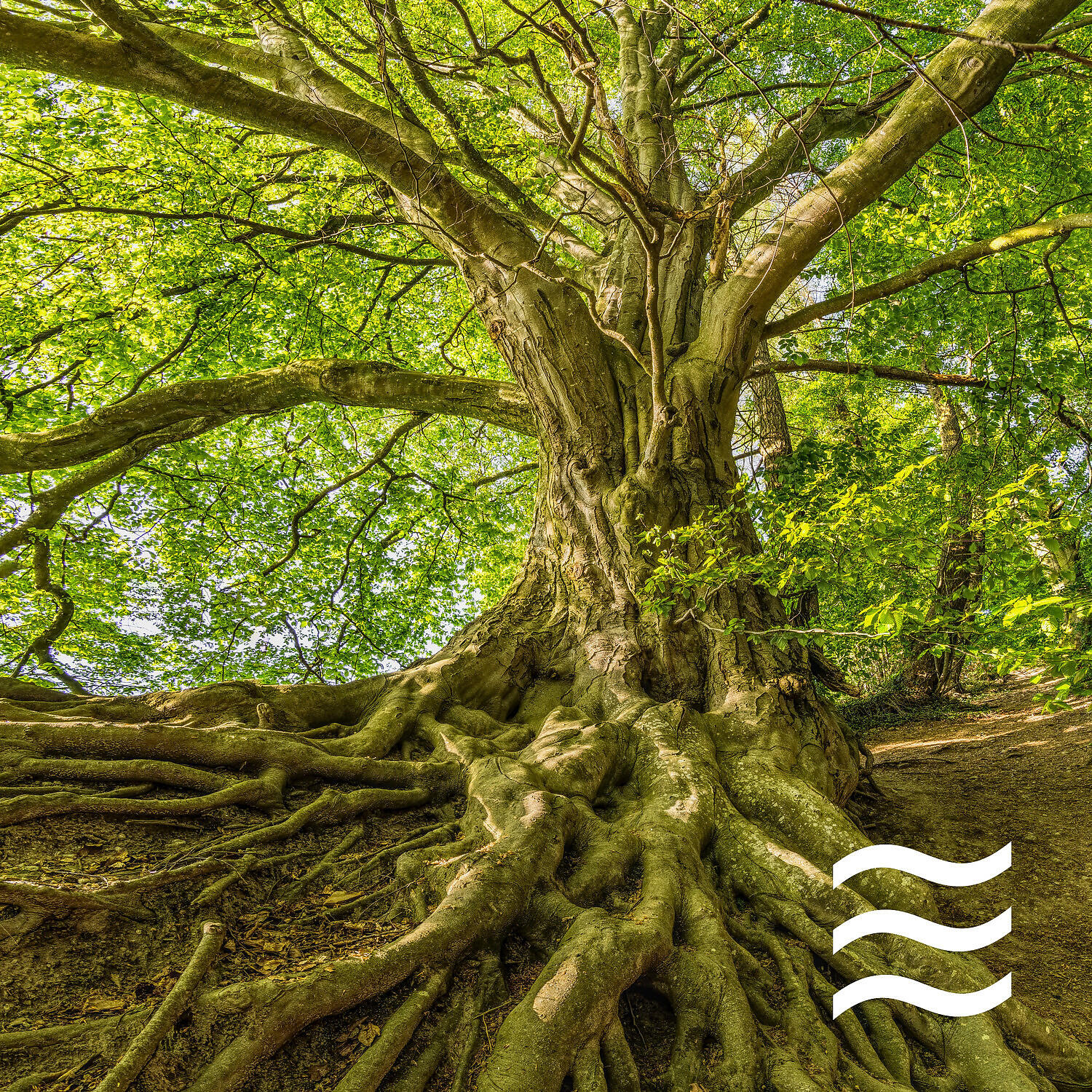 Релиз Nature Soft Sounds for Calm