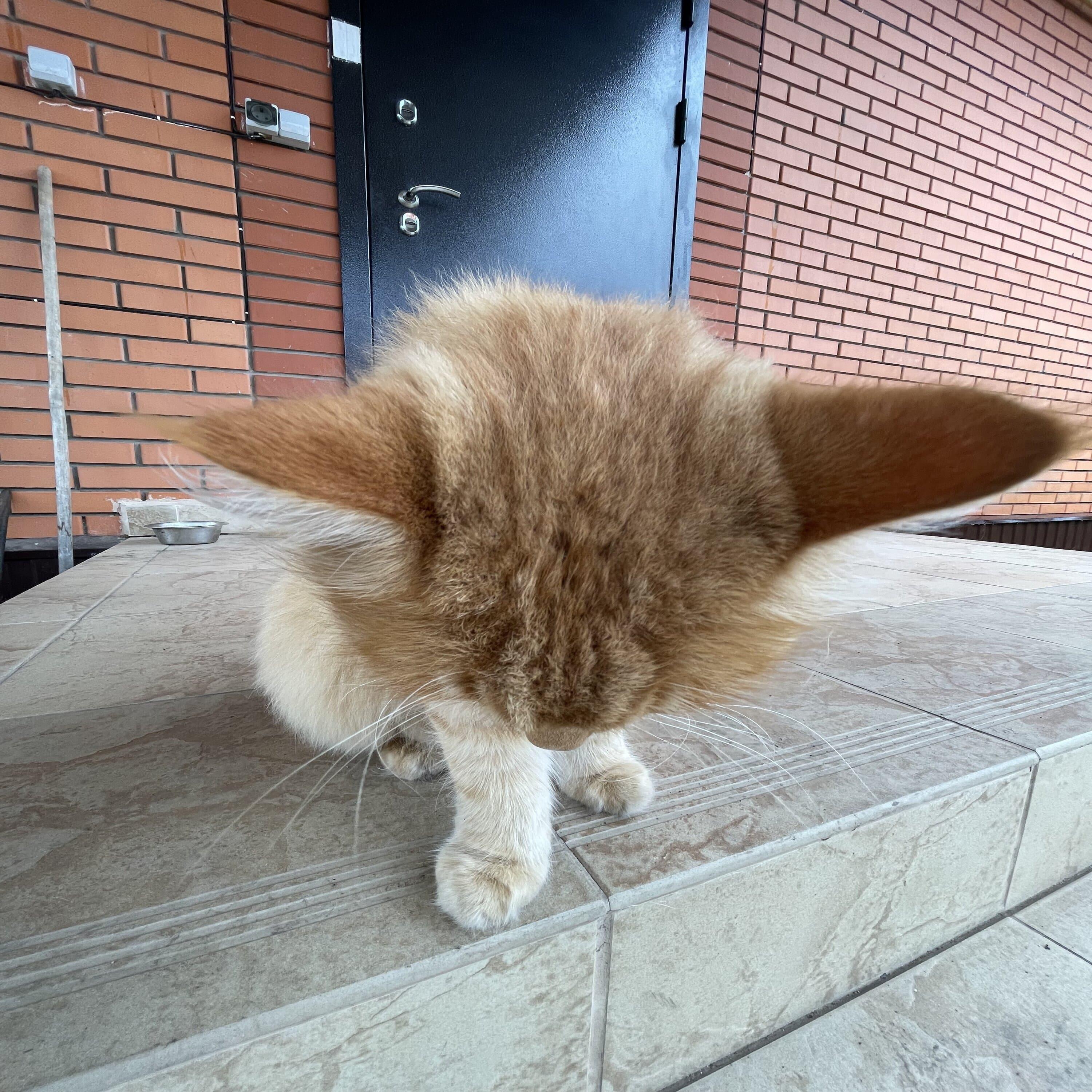 Релиз Ботан стал двоечником