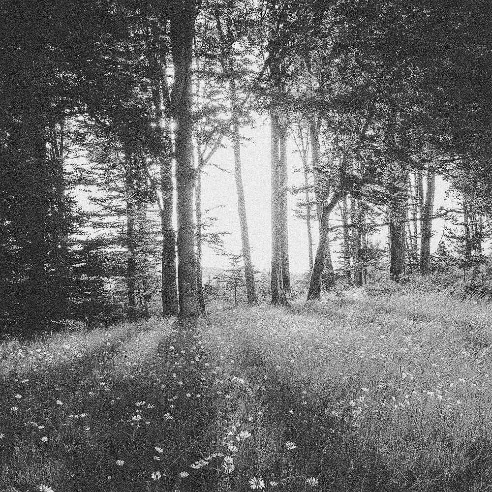 Релиз Bloom in the Dark