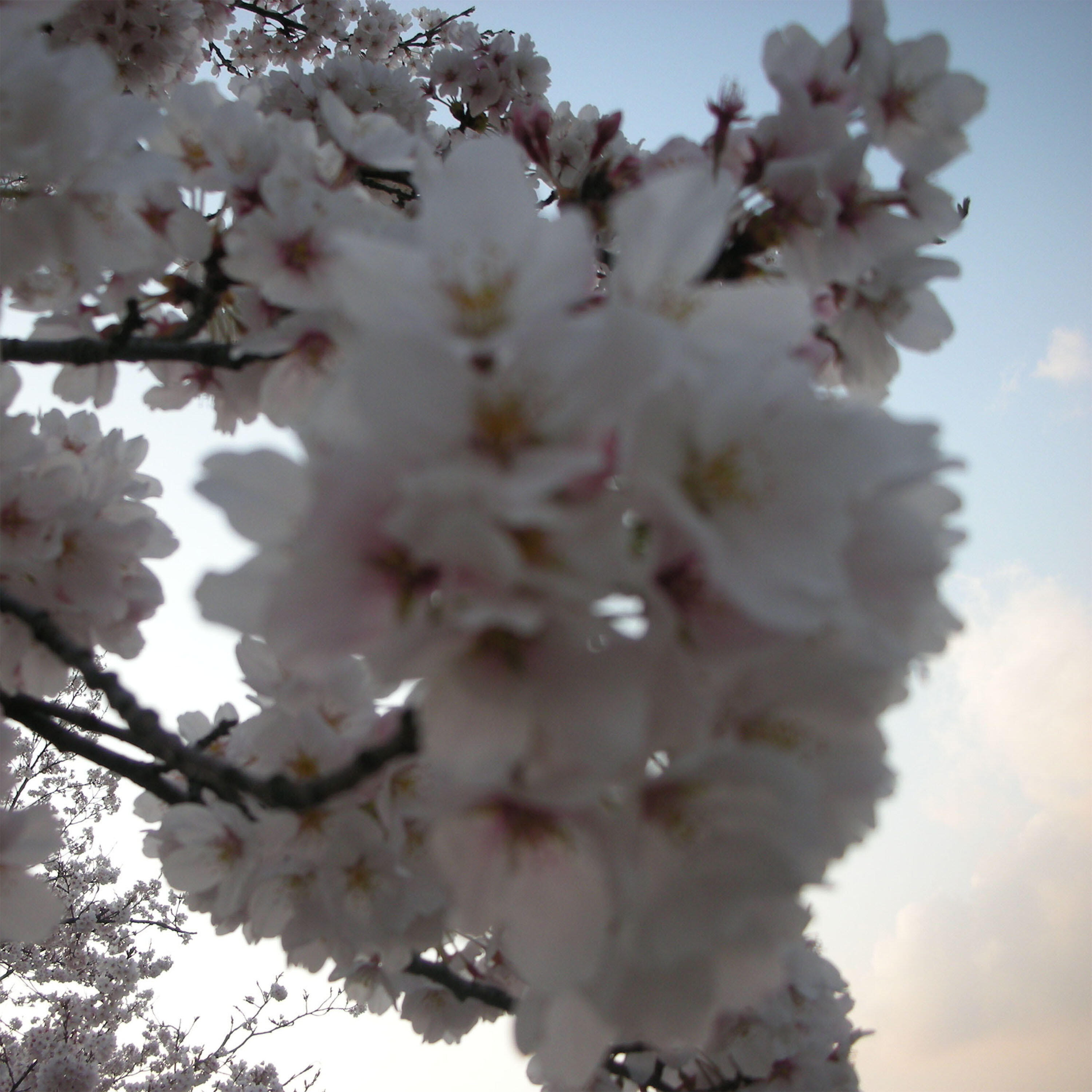 Релиз The Four Seasons, "Spring", 1St Mvt. (Piano Arr.)