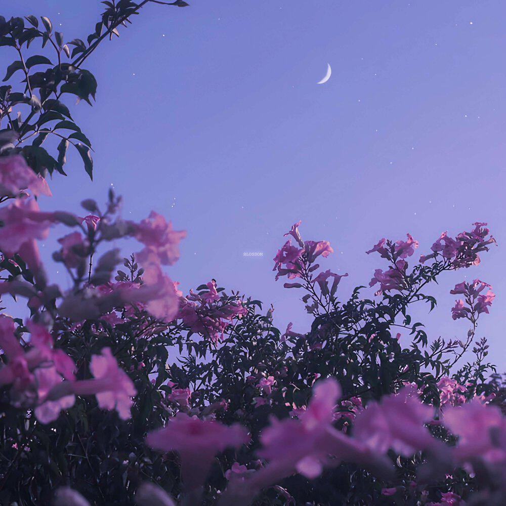 Релиз BLOSSOM