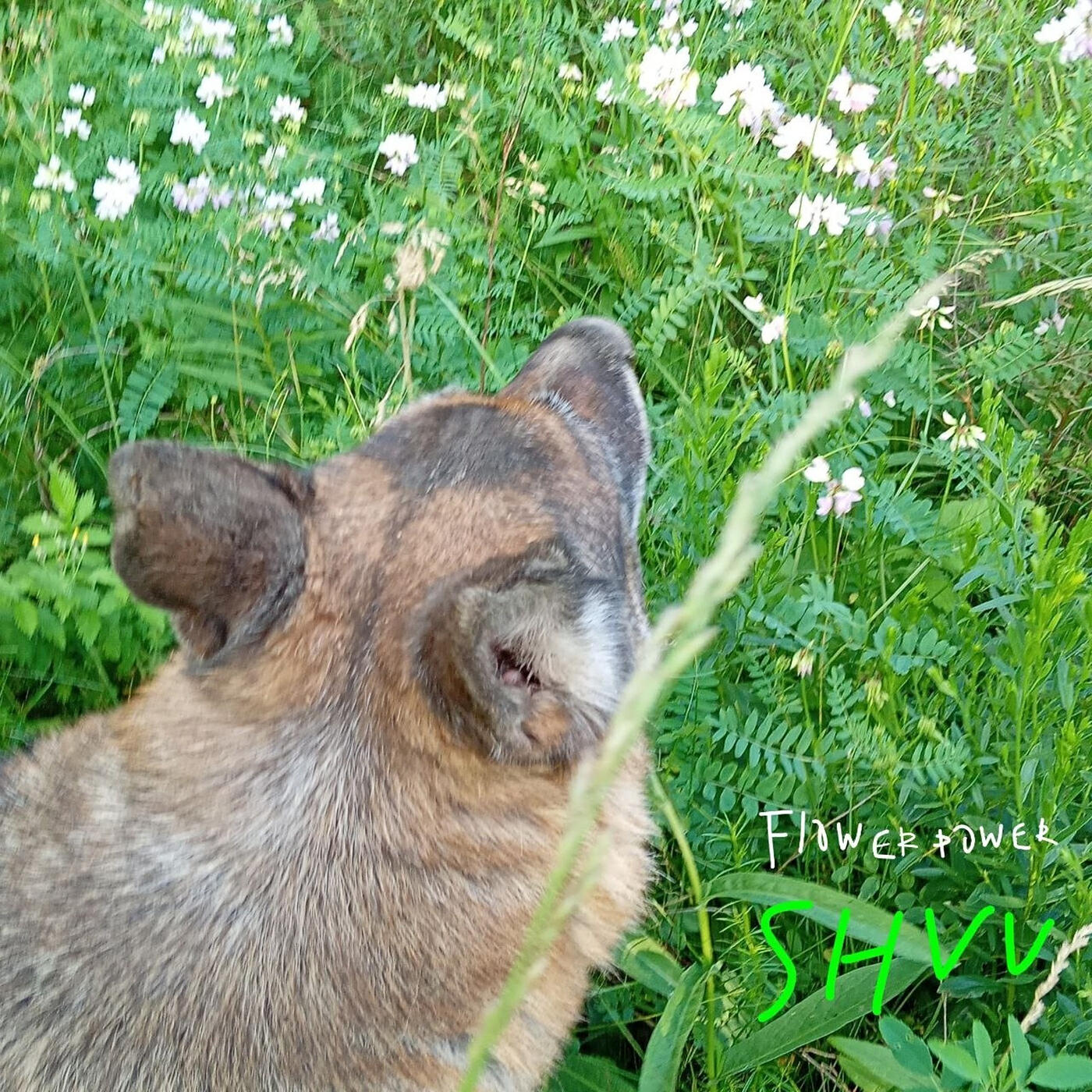 Релиз Flower Power