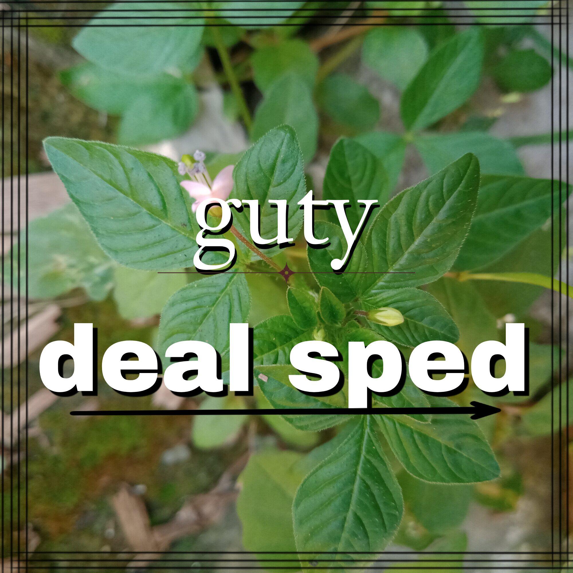 Релиз deal sped