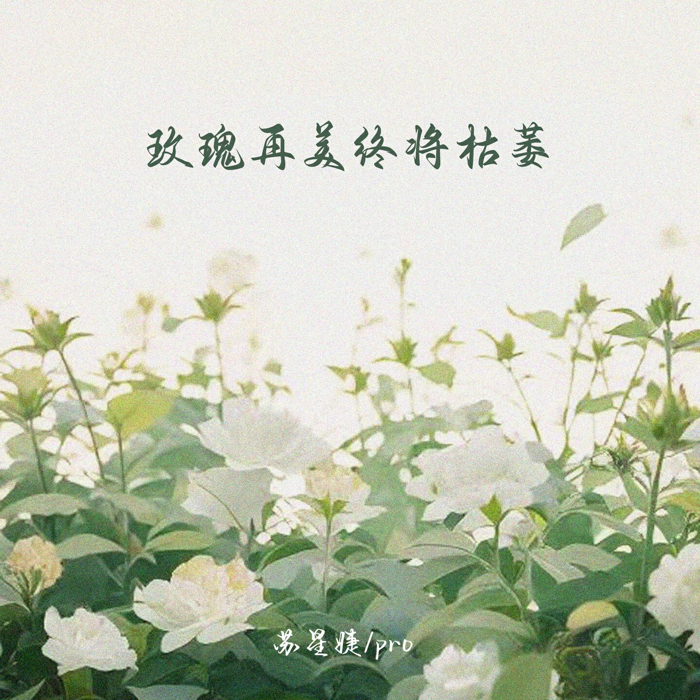 Релиз 玫瑰再美终将枯萎