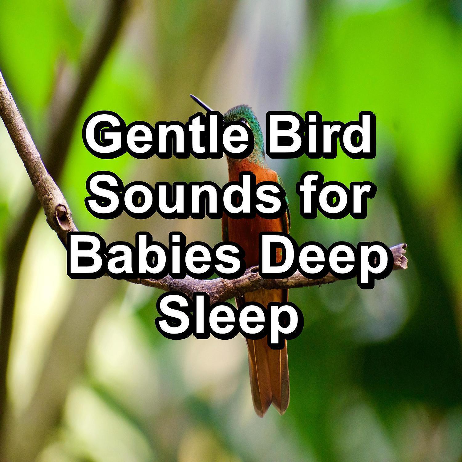 Релиз Gentle Bird Sounds for Babies Deep Sleep