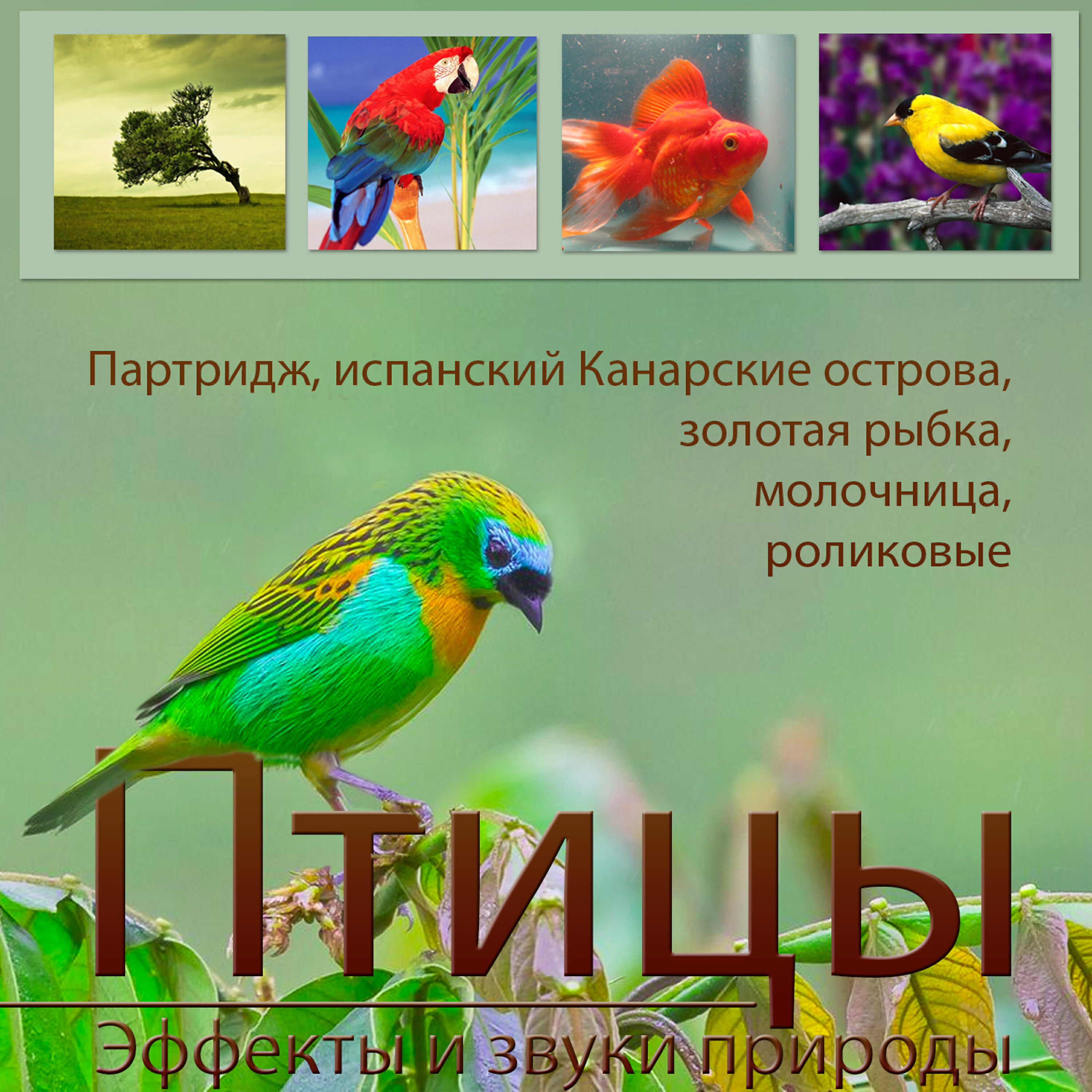 Релиз Птицы Эффекты и звуки природы