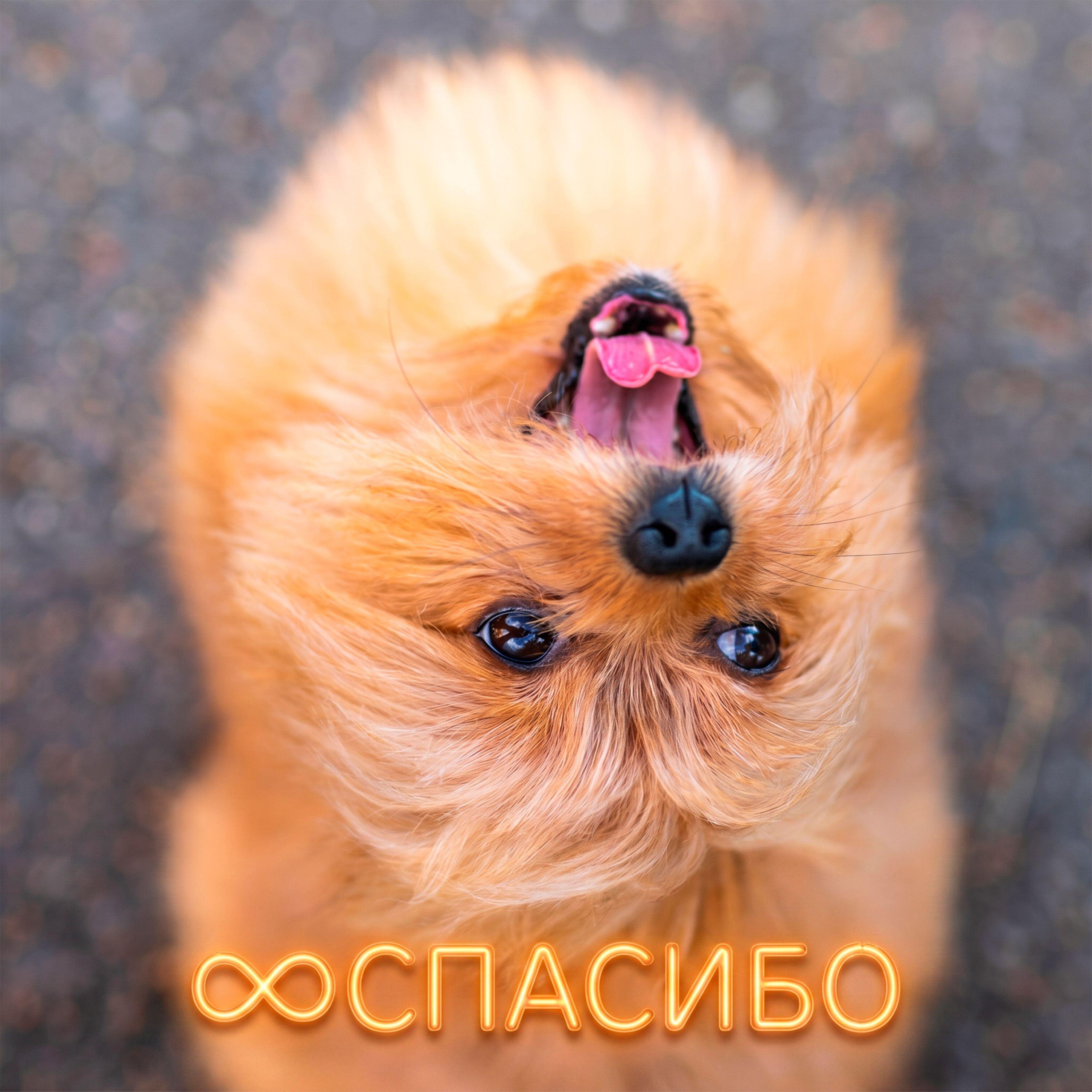 Релиз Спасибо