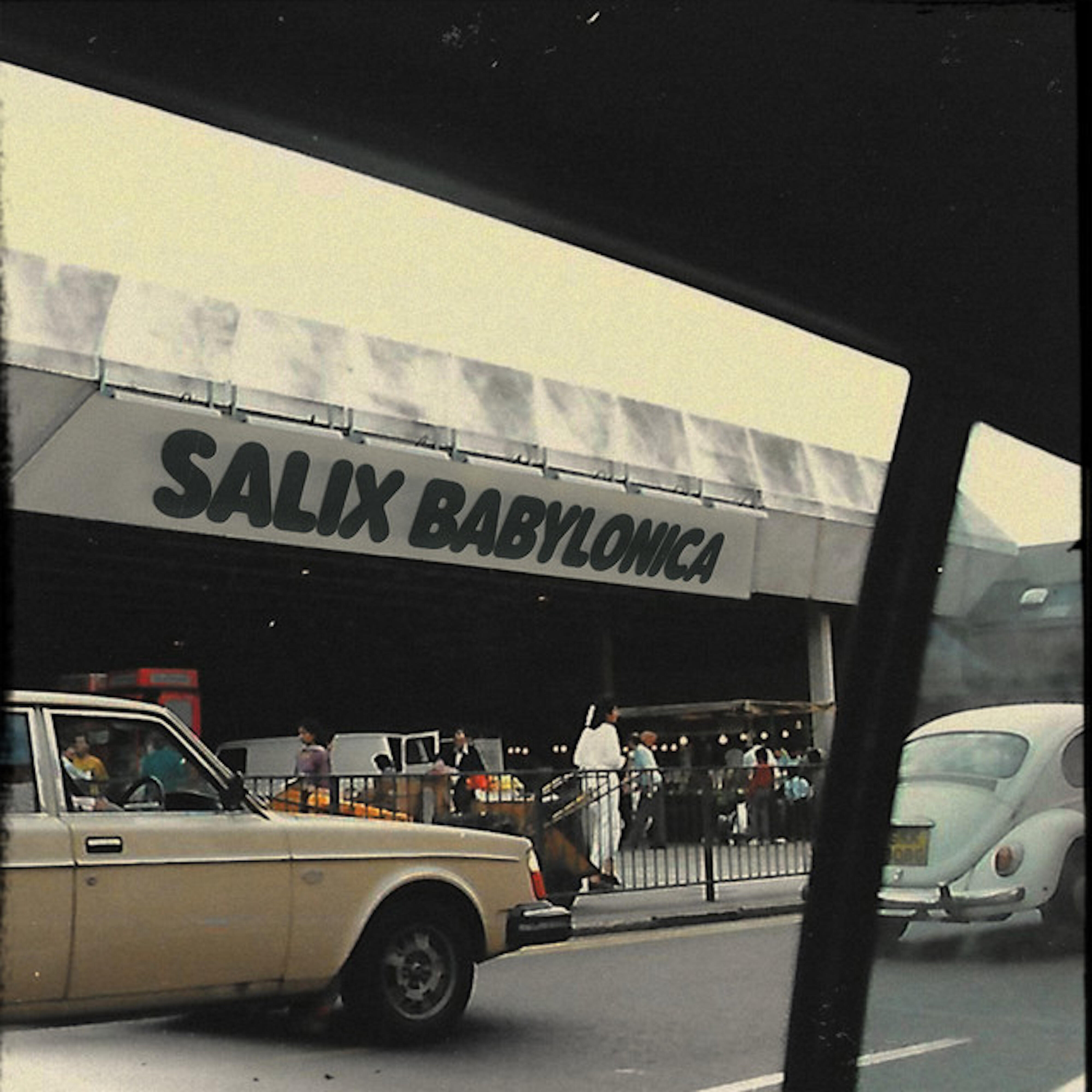 Релиз Salix Babylonica