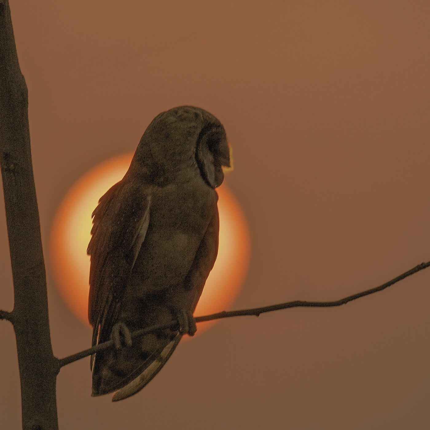 Релиз Owl