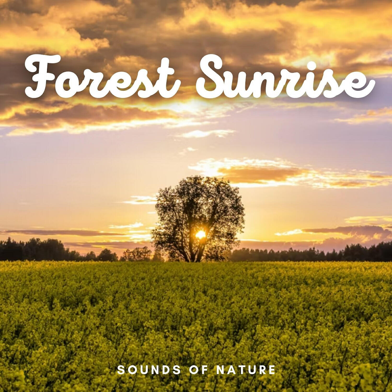 Релиз Sounds of Nature: Forest Sunrise