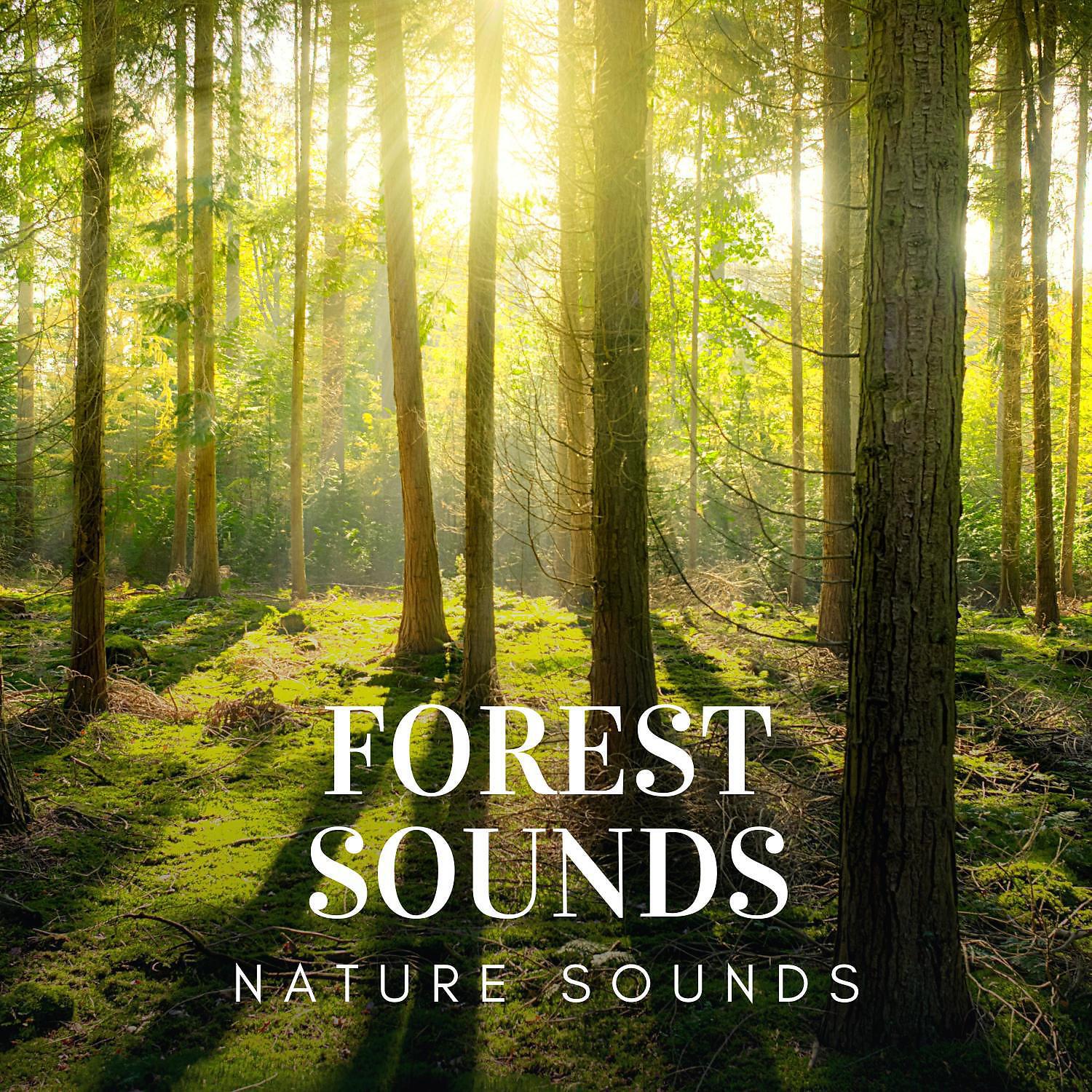 Релиз Forest Sounds
