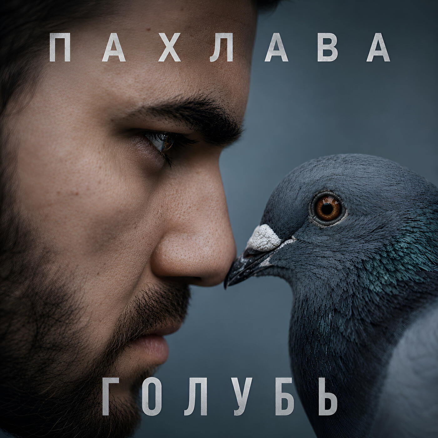 Релиз Голубь