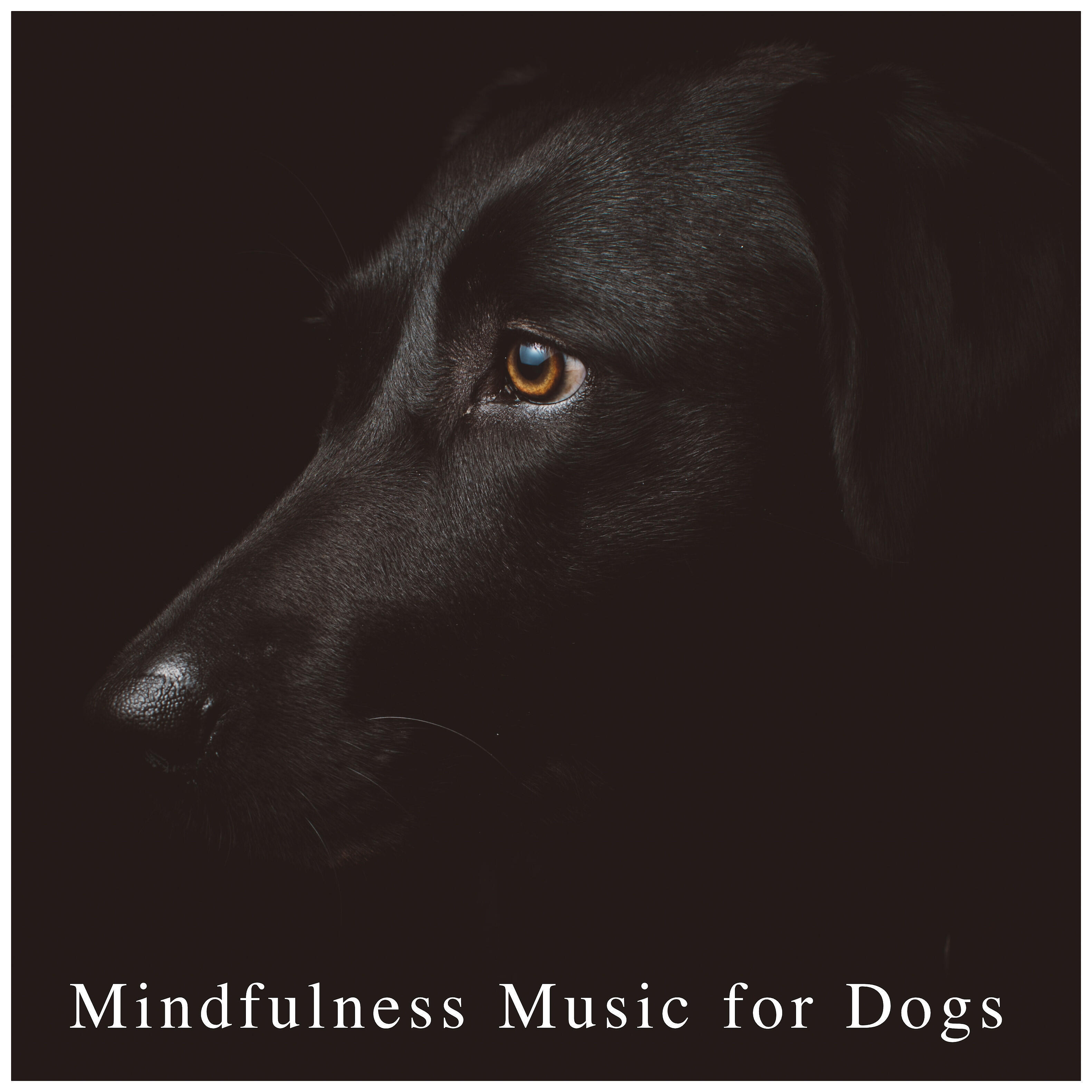 Релиз Mindfulness Music for Dogs