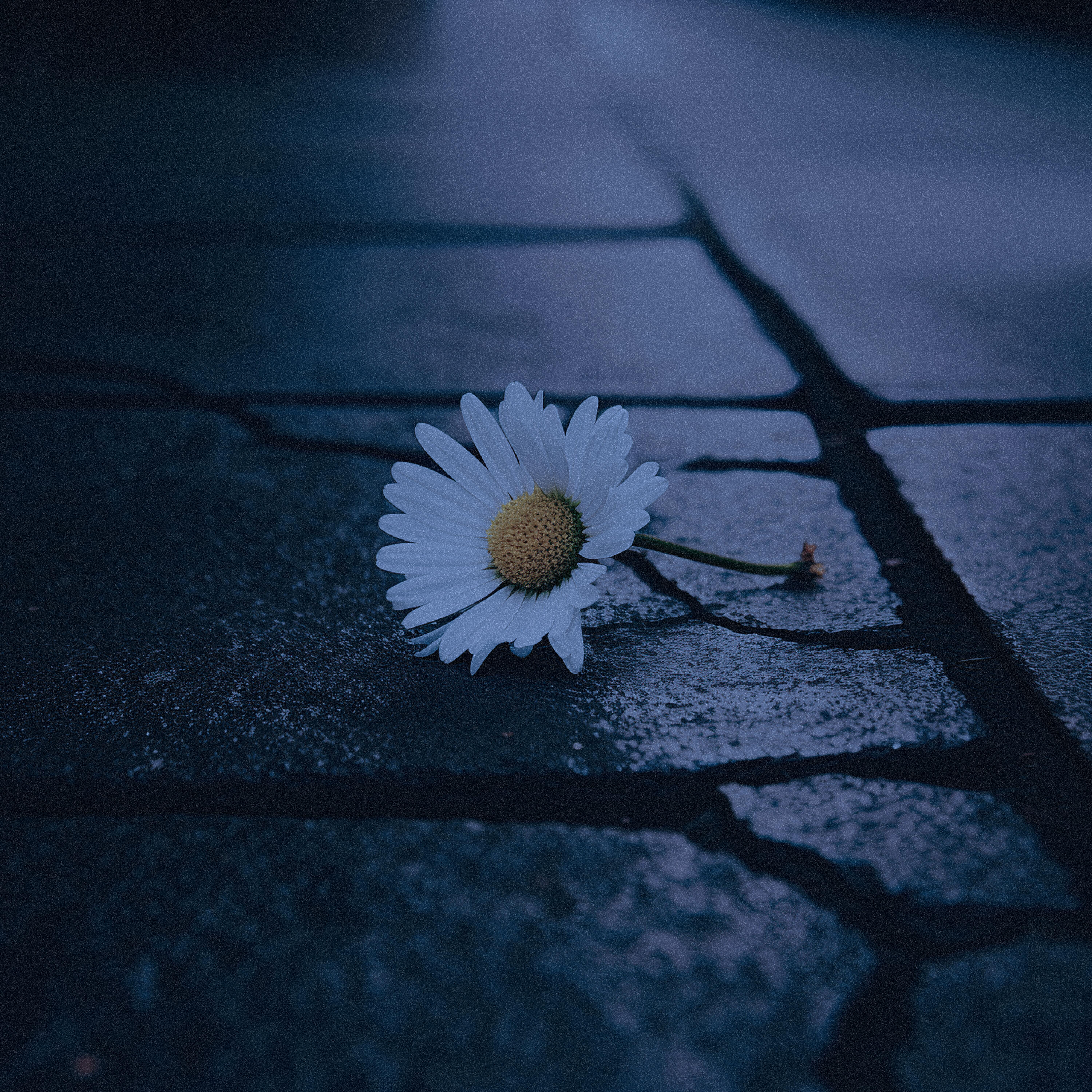 Релиз R.I.P love